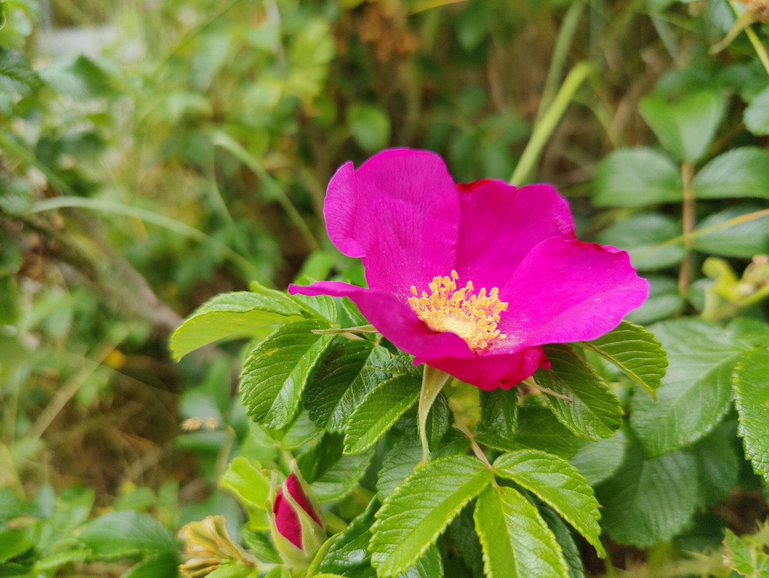Smuk natur