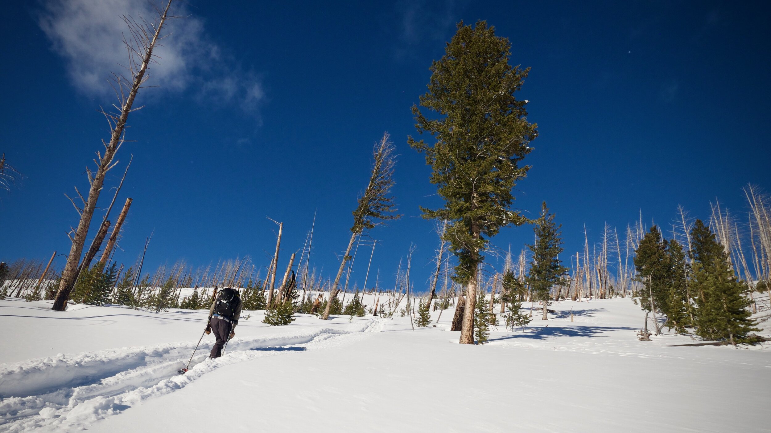 Vasu hiking on a mountain full of snow and some trees