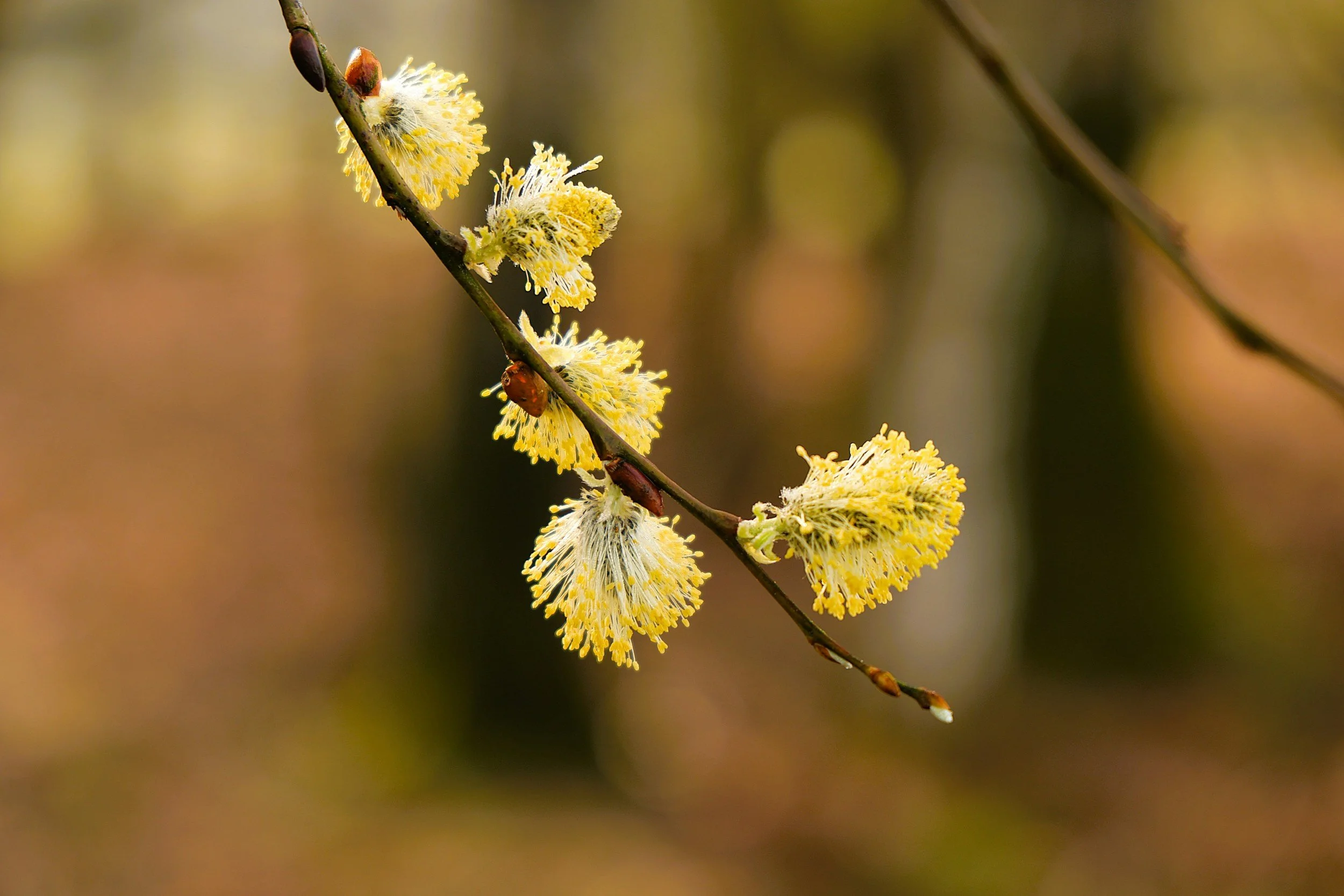 Spring Equinox Gathering