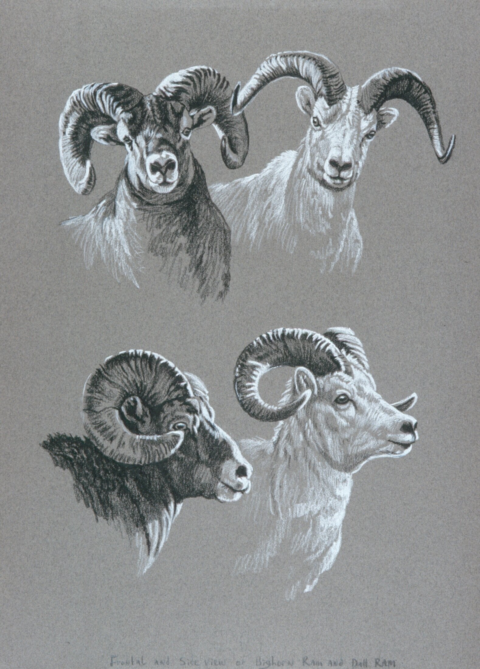Drawings — Kalon Baughan Drawings — Kalon Baughan