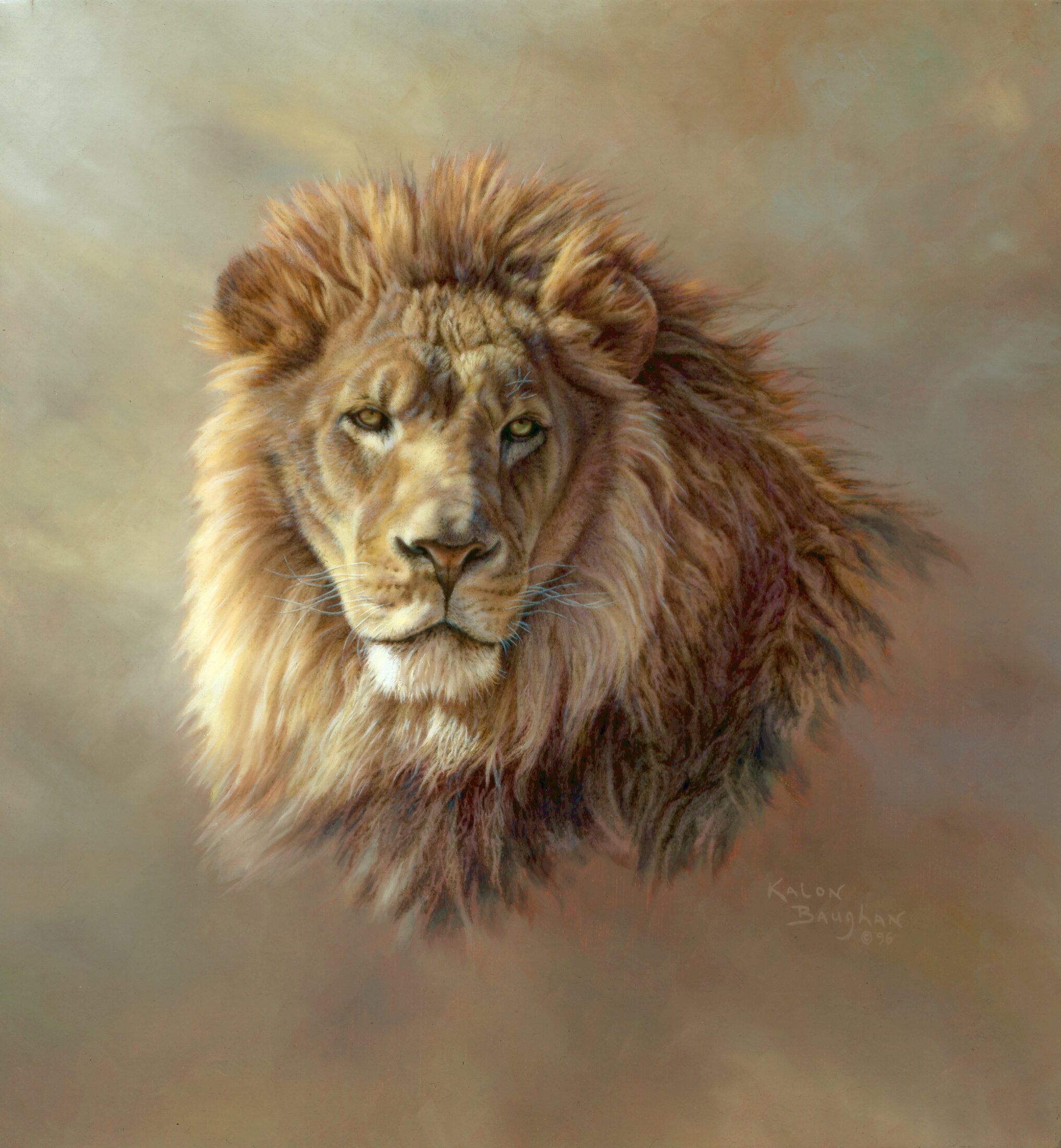 Wildlife Portraits — Kalon Baughan Wildlife Portraits — Kalon Baughan