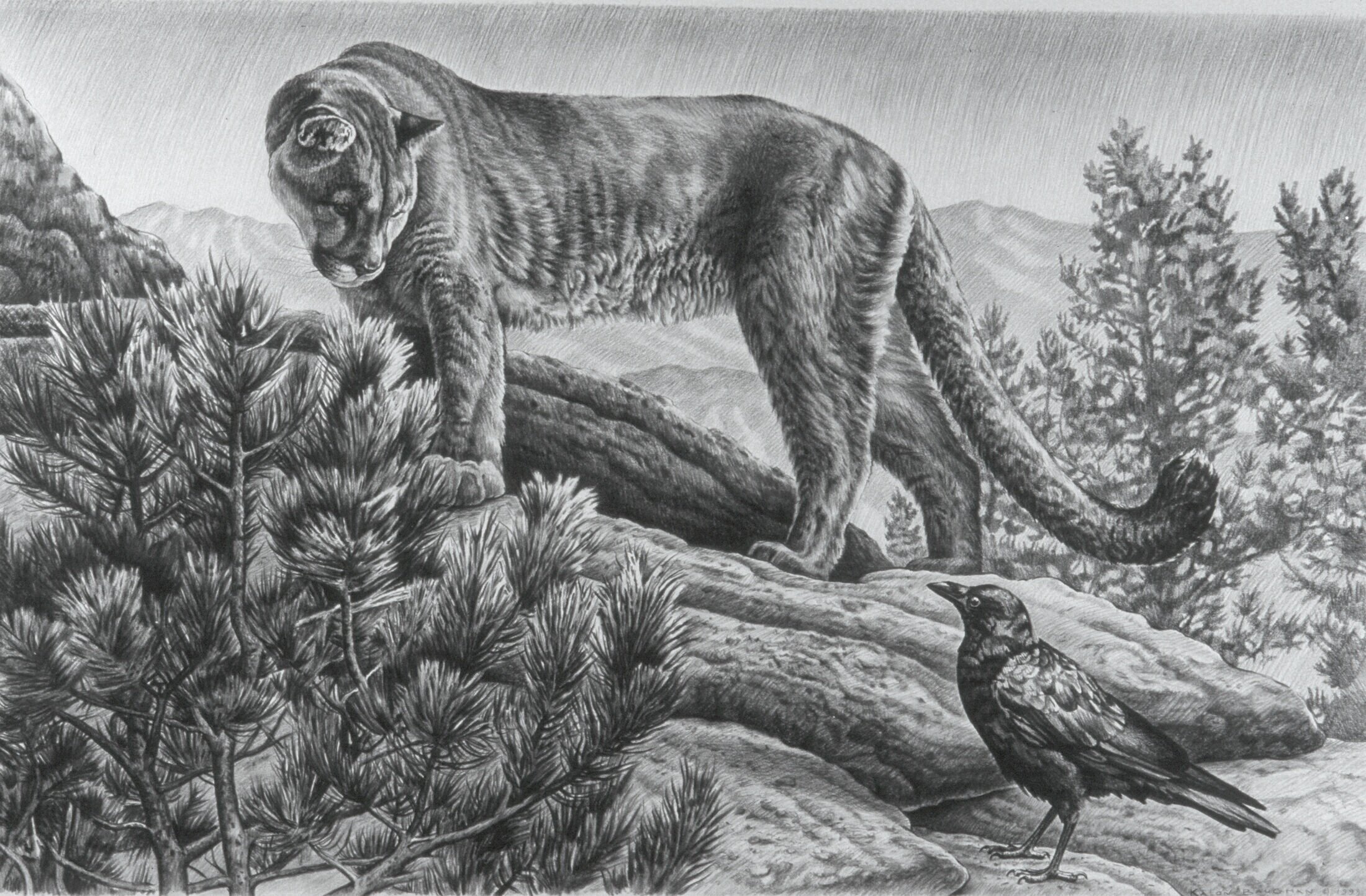 Drawings — Kalon Baughan Drawings — Kalon Baughan