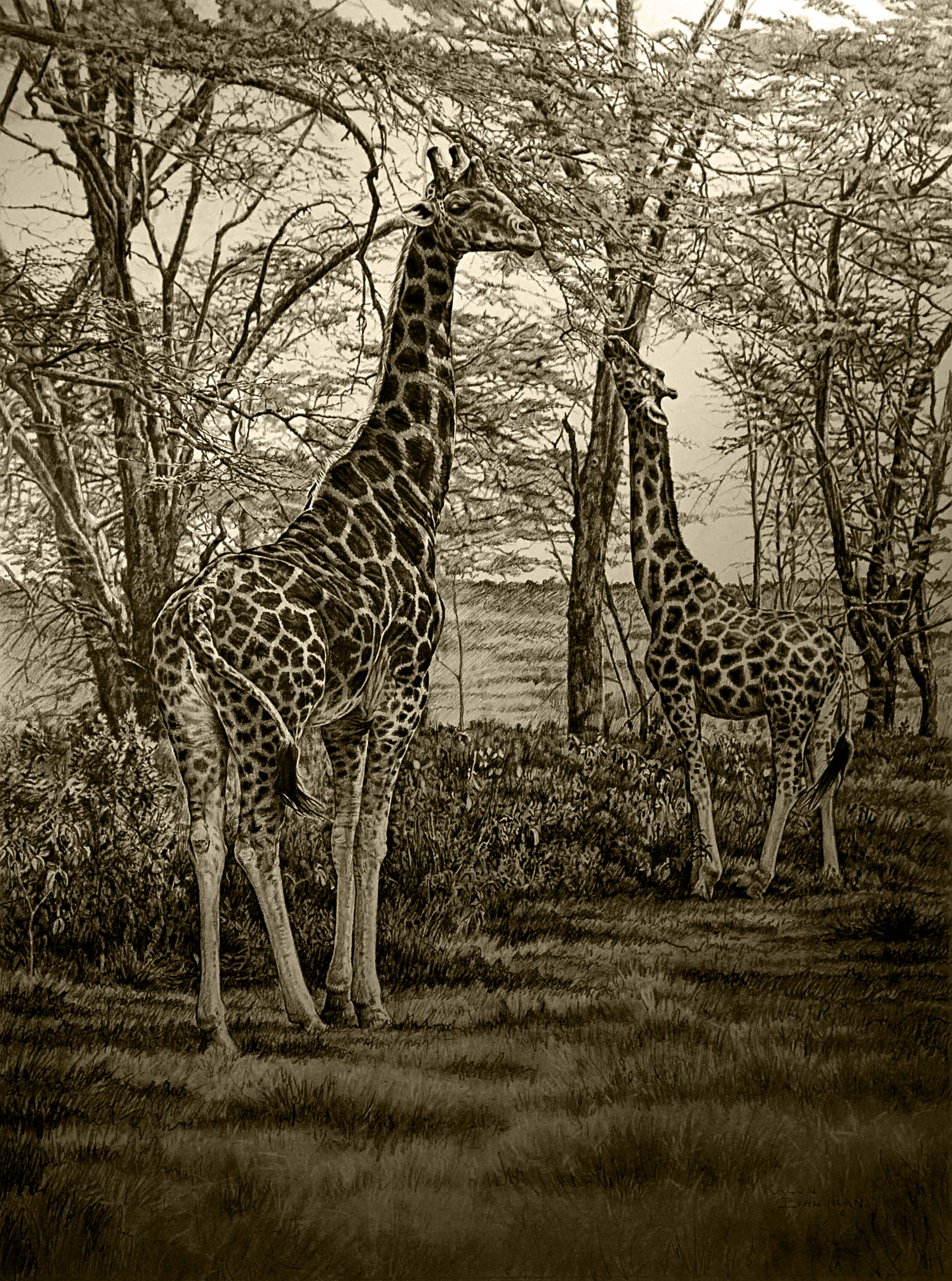 giraffe-drawing-jan-2010.jpg