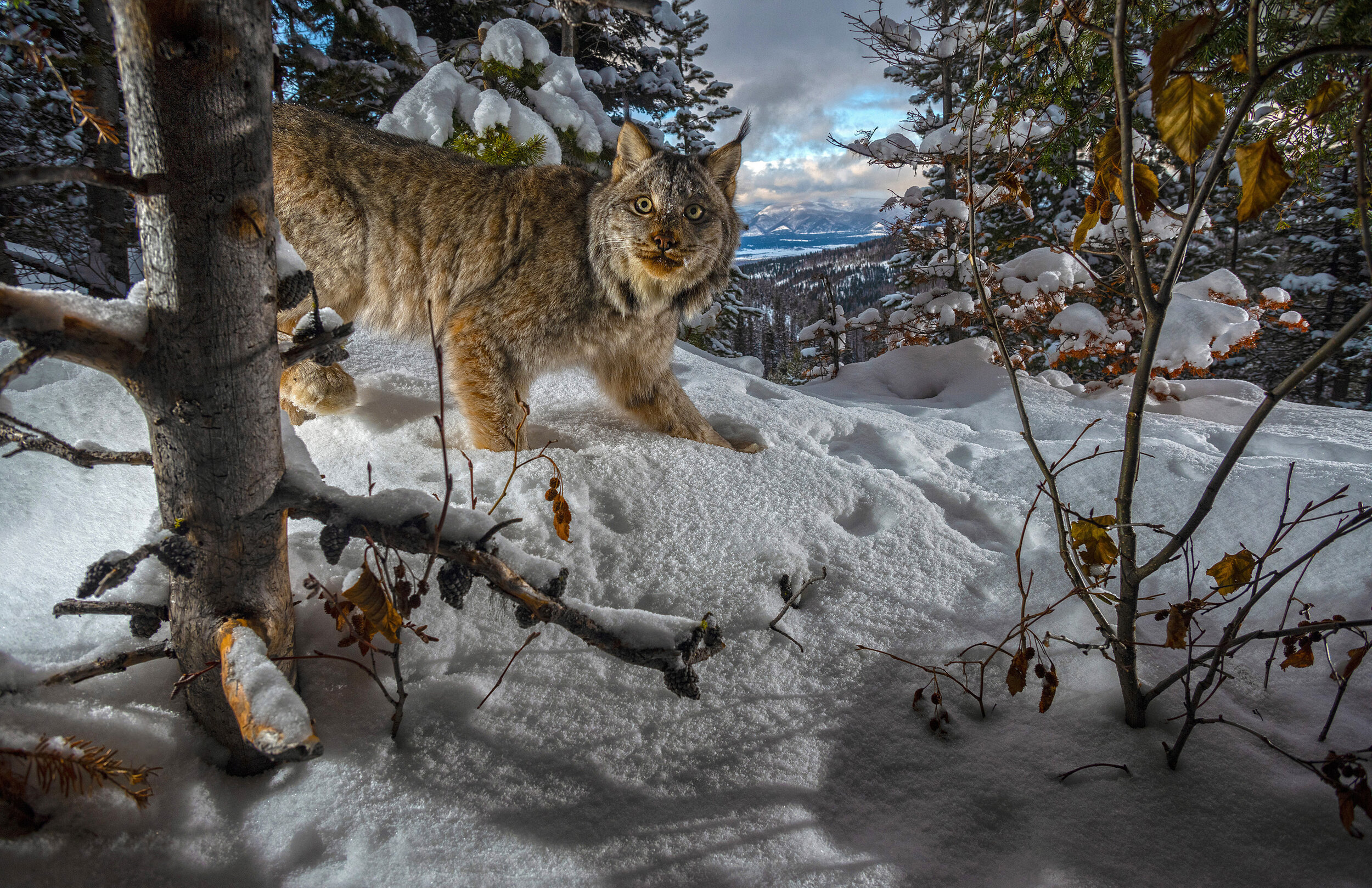 Winter Stroll