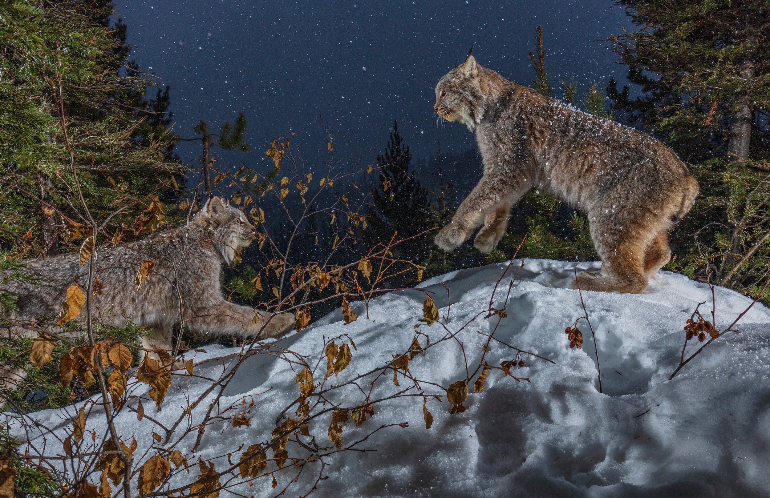 Lynx Pair at Night