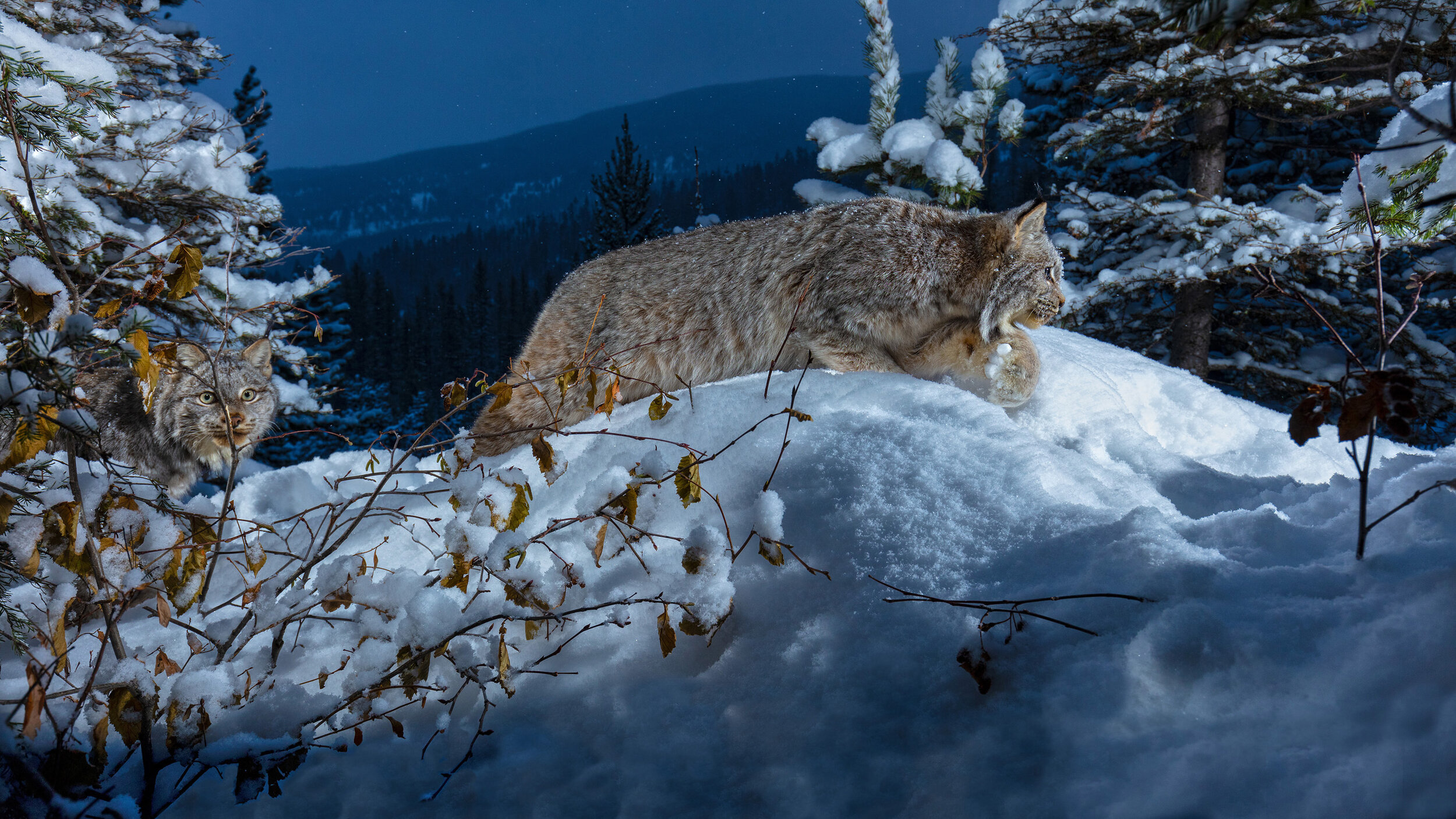 Evening Prowl