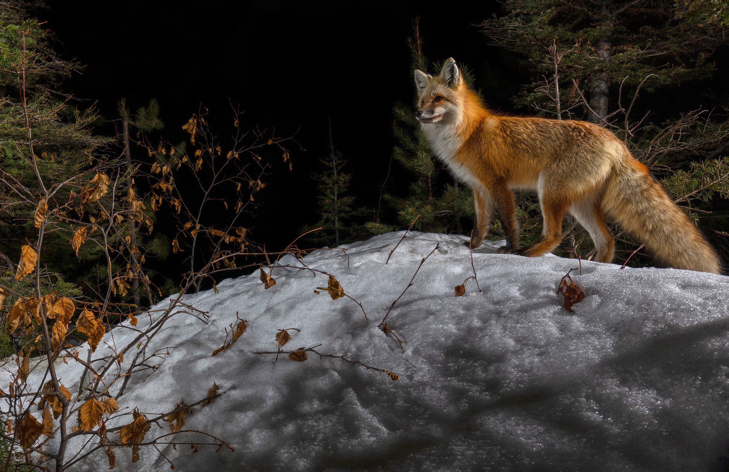 Red Fox at Night