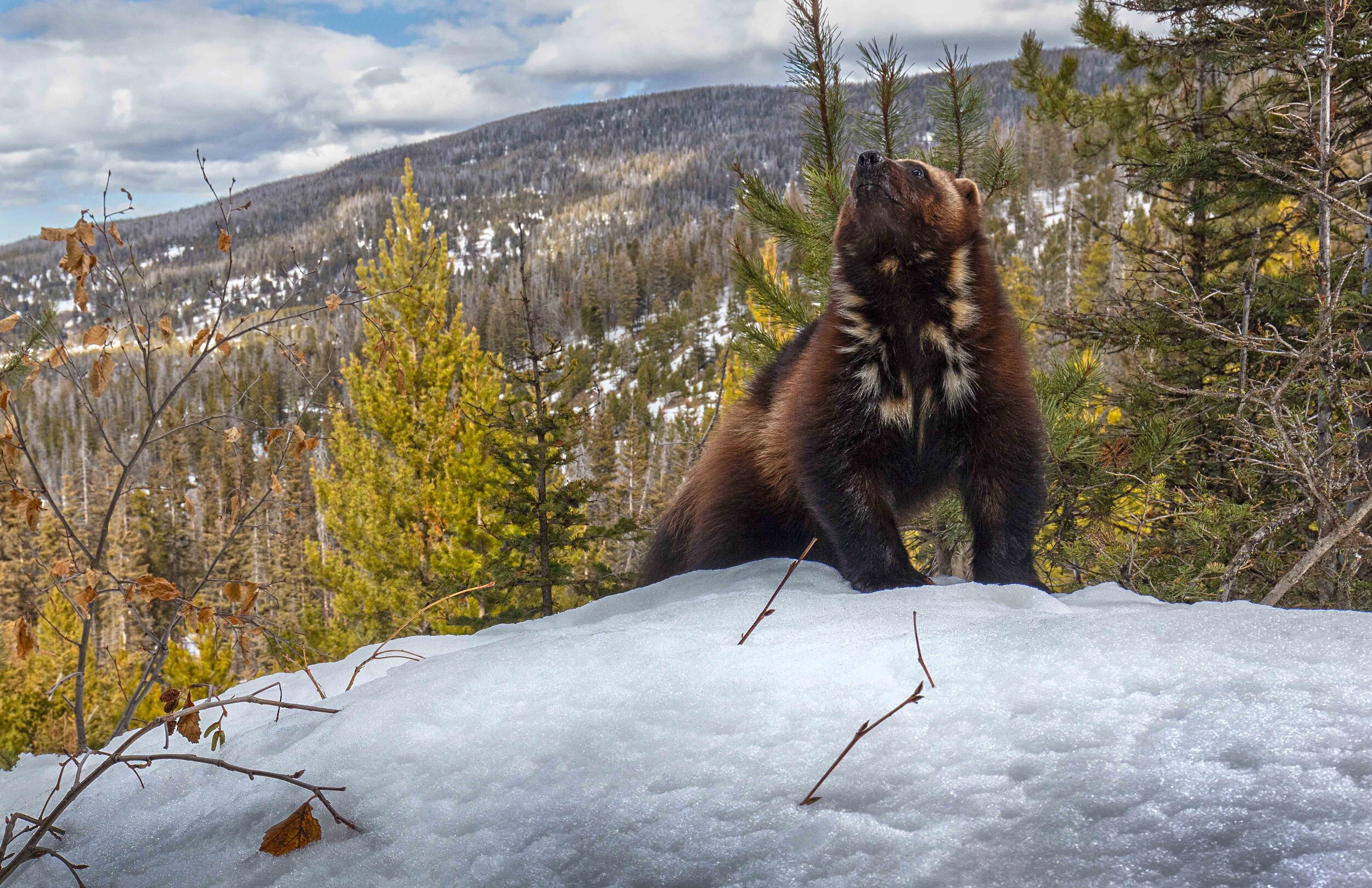 Web size-The oldest known wild wolverine in Montana - M6_04-19-2020_JF21_263A1634.jpg