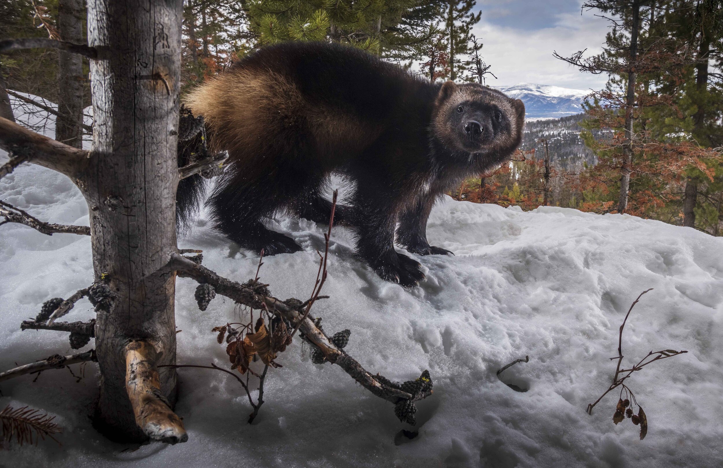 Web size-Wild Wolverine in Montana_03-29-2020_JF21_0297.jpg