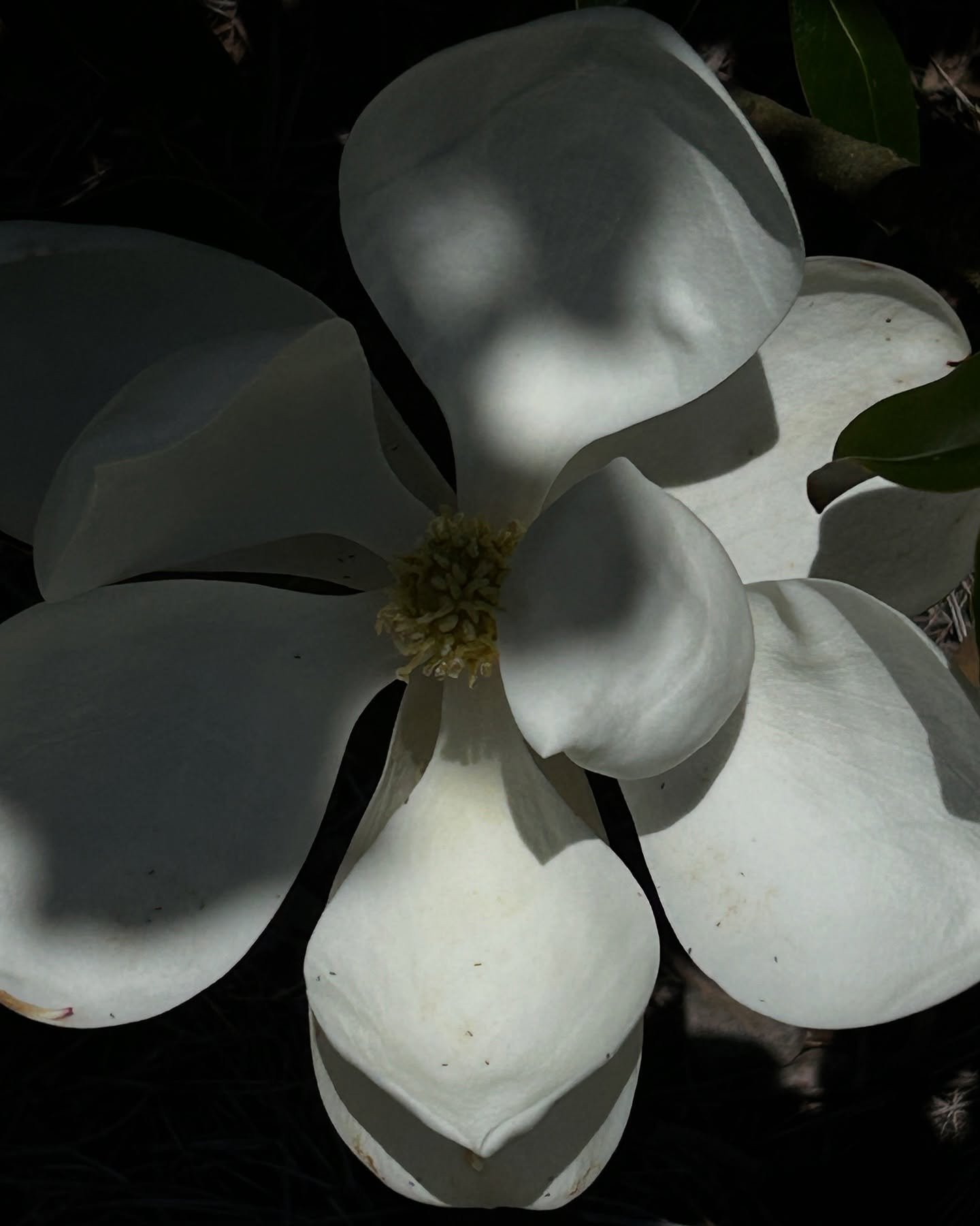 Primavera