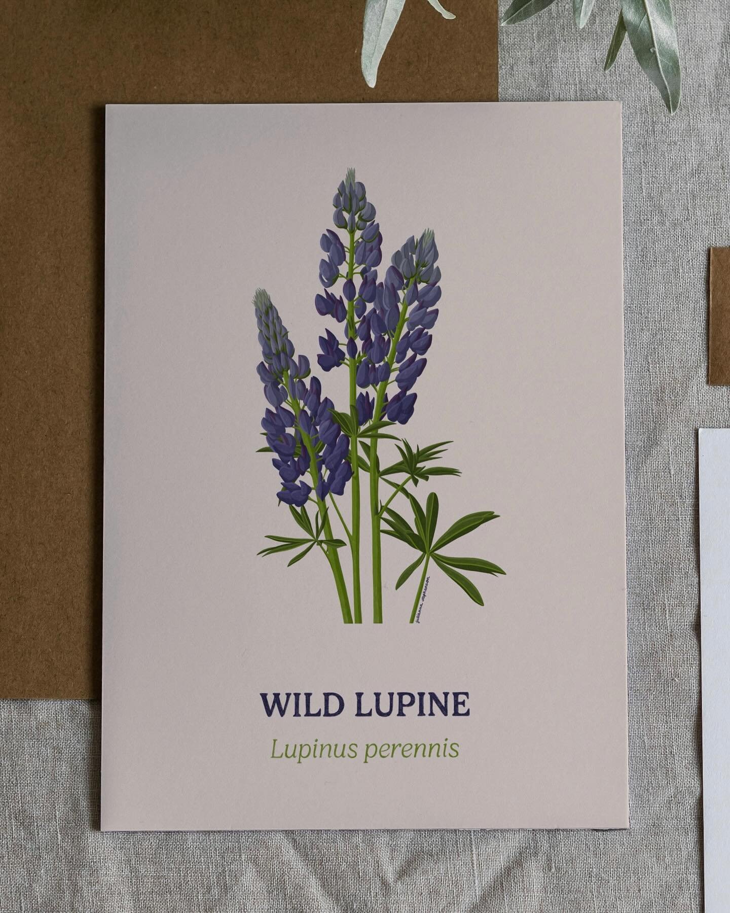 Wild Lupine Illustration Poster 🪻 An example of the custom plant colour illustration poster now available on Etsy ✨

#etsy #etsyshop #digitalart #art #poster #print #illustration #botanicalart #procreate #graphicdesign