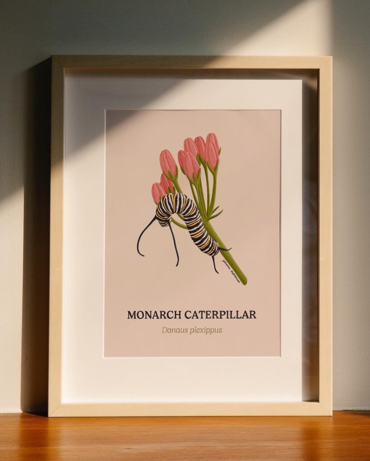 Monarch Caterpillar Poster 🐛 An example of a Custom Bug/Insect Colour Illustration Poster 🪲 Swipe to see a video of my drawing process 🦋✨

#etsy #etsyshop #art #graphicdesign #insect #bug #botanical #poster #procreate #illustration #digitalart