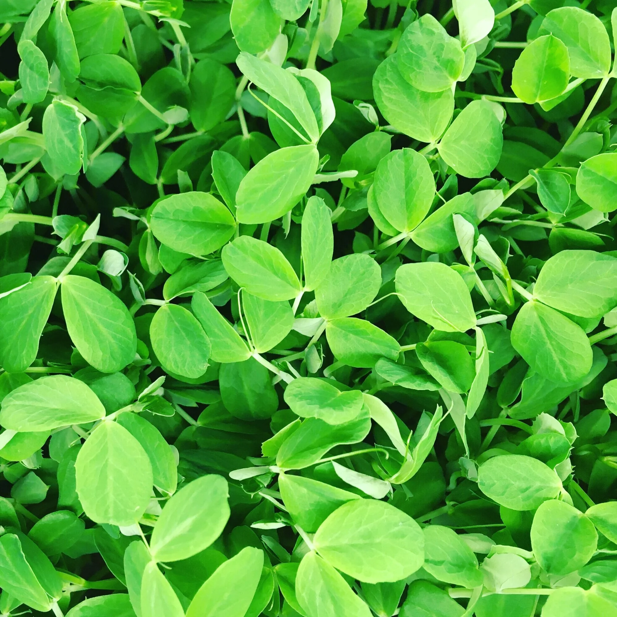 Pea Shoots Harvested 6-8oz Bi-weekly Subscription