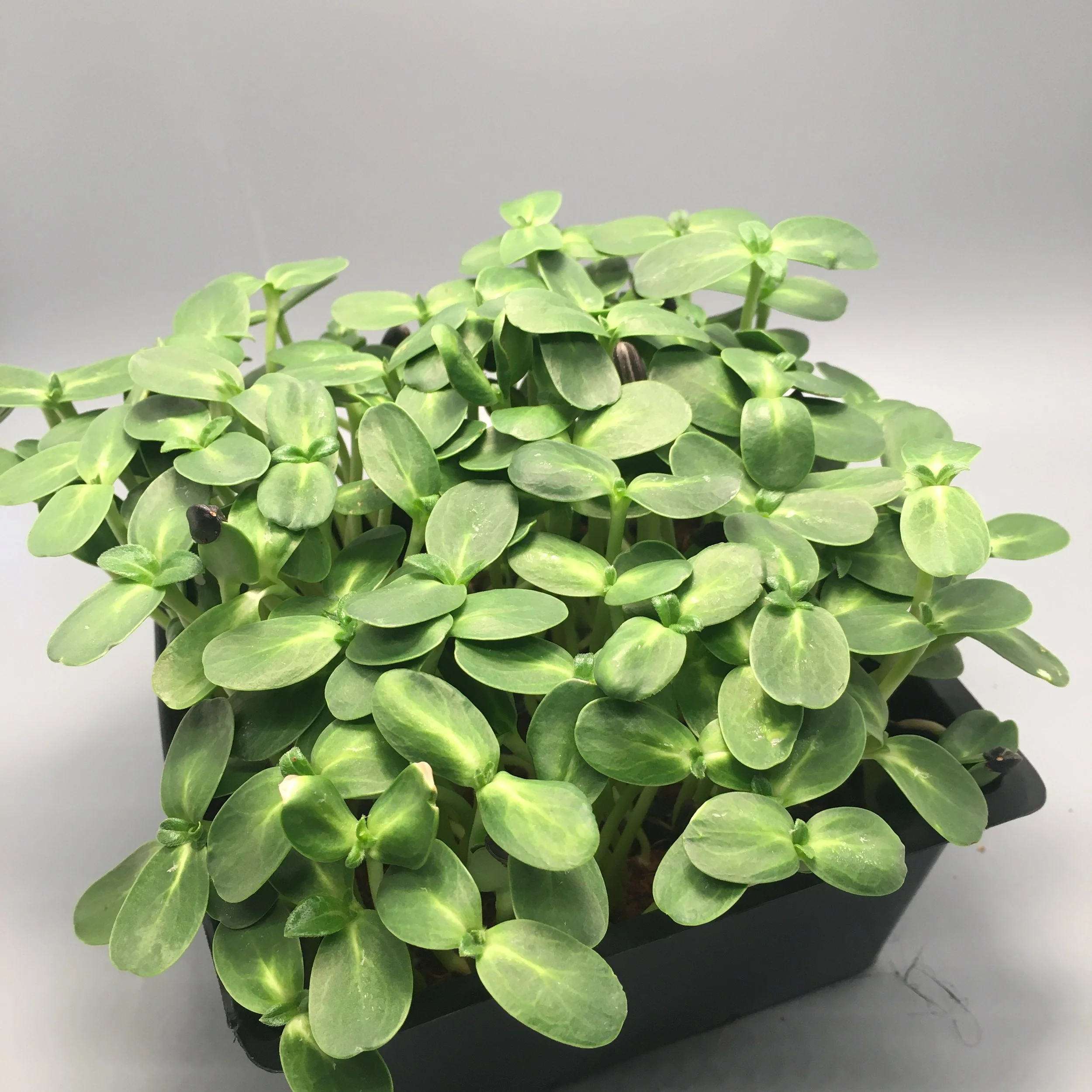 Sunflower Compostable Clamshell Harvested 1-2oz Weekly Subscription