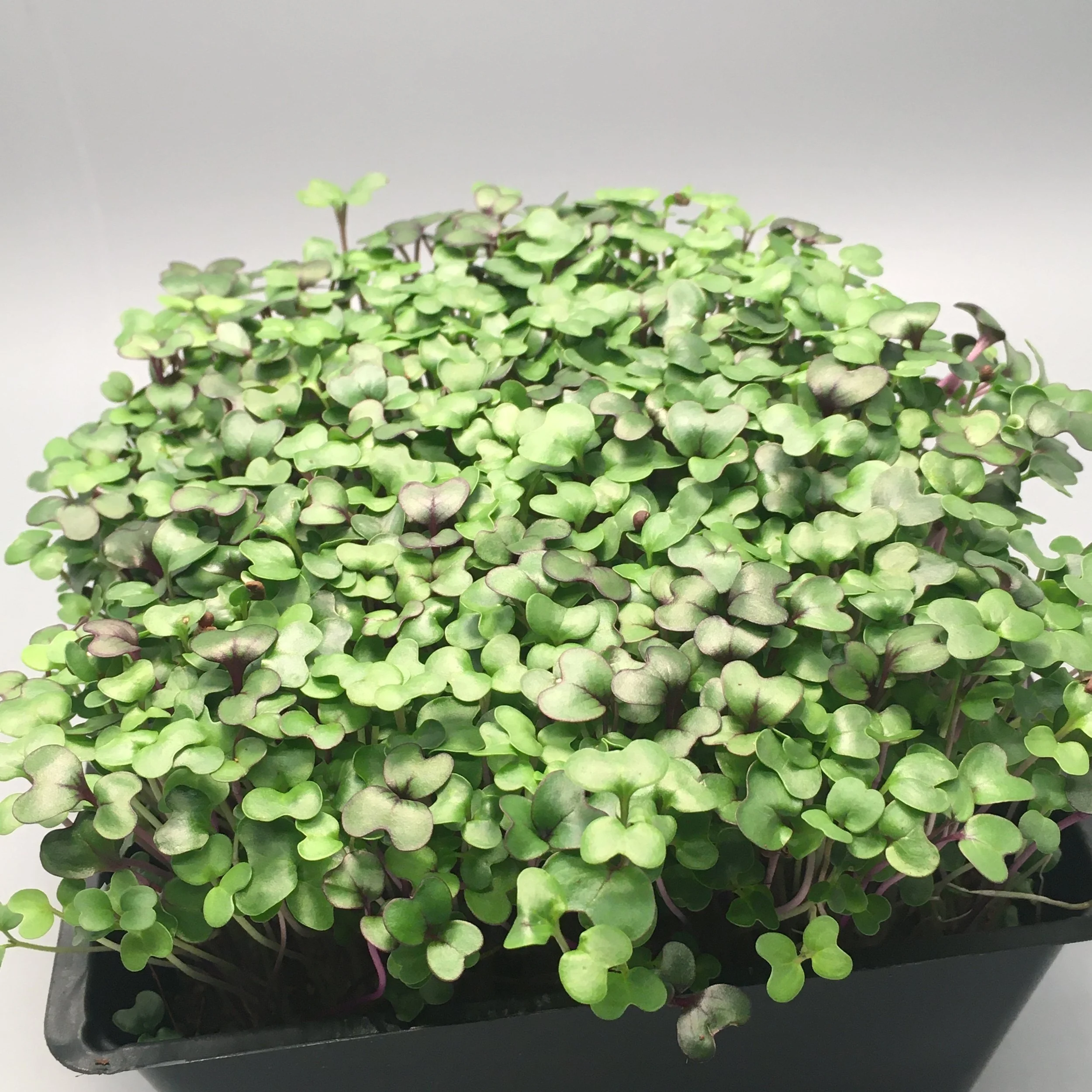 Spicy Mix Compostable Clamshell Harvested 1-2oz Bi-weekly Subscription