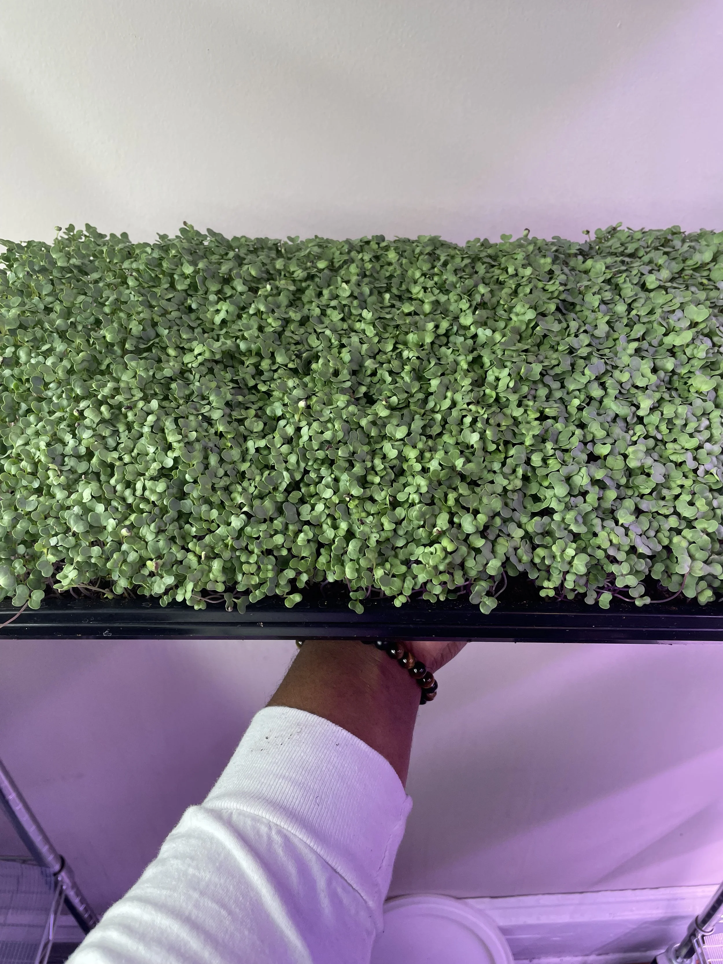 Broccoli Live Tray Bi-weekly Subscription