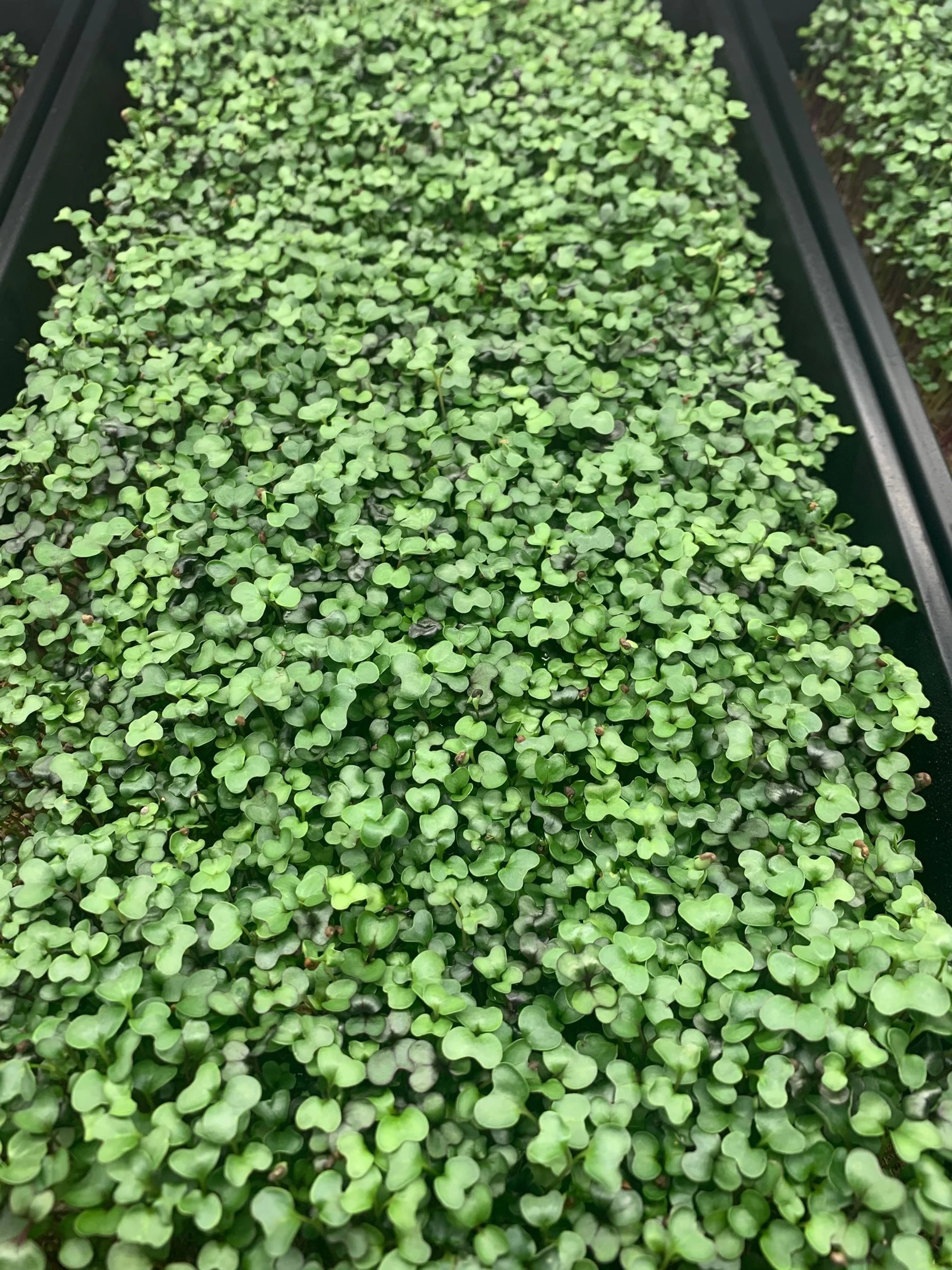 Spicy Mix Live Tray Bi-weekly Subscription