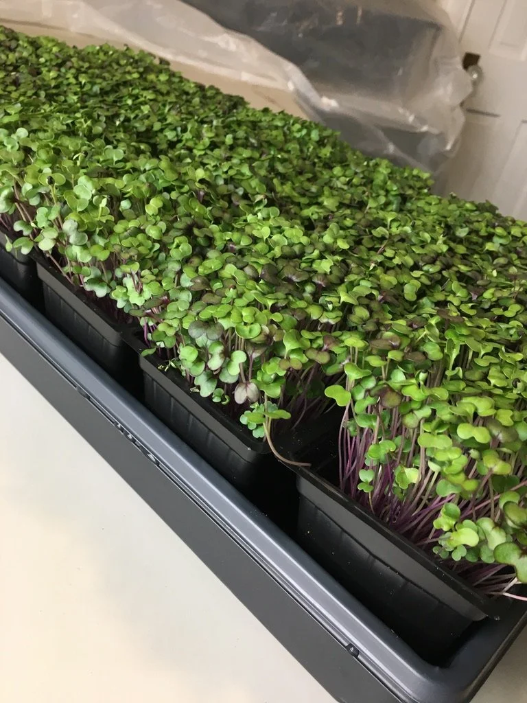 Spicy Mix 18 sections Live Tray Bi-weekly Subscription