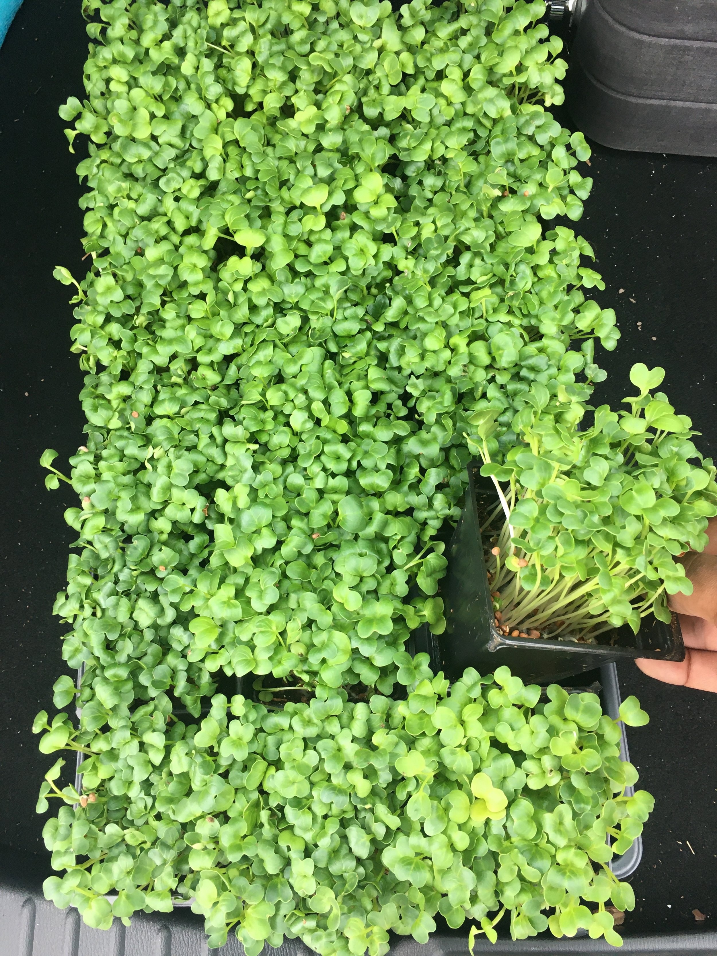 Daikon Radish 18 sections Live Tray Weekly Subscription (Copy)