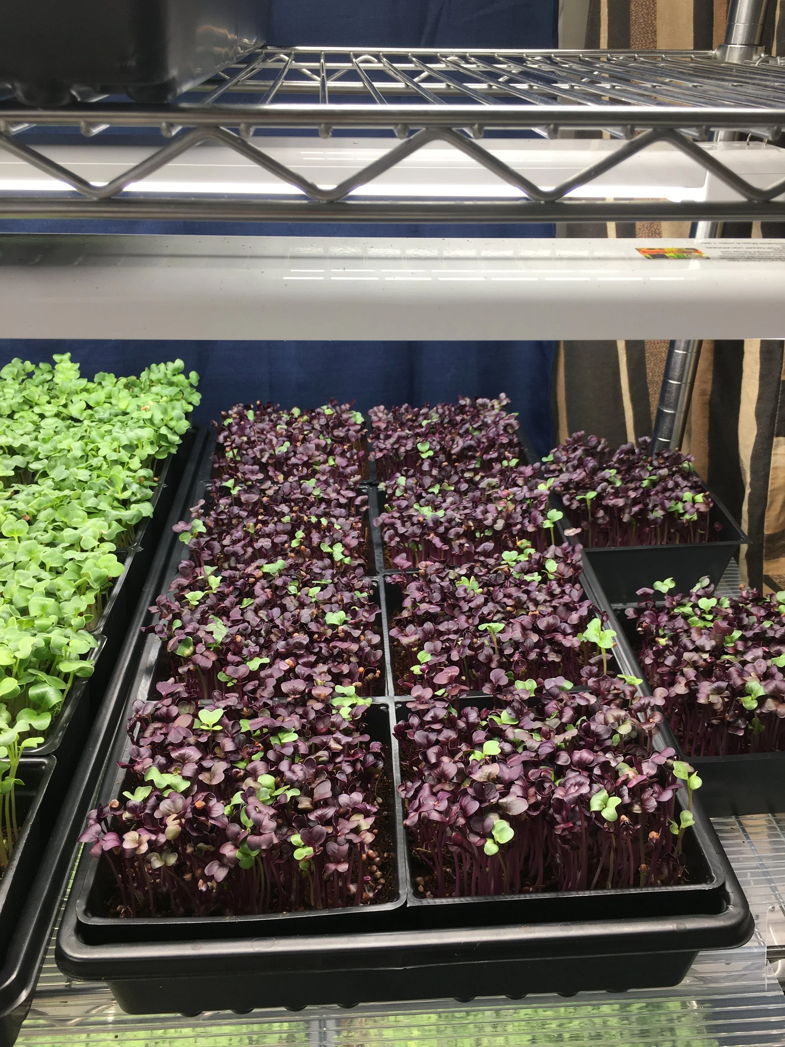 Rambo Radish 8 sections Live Tray Tri-weekly Subscription