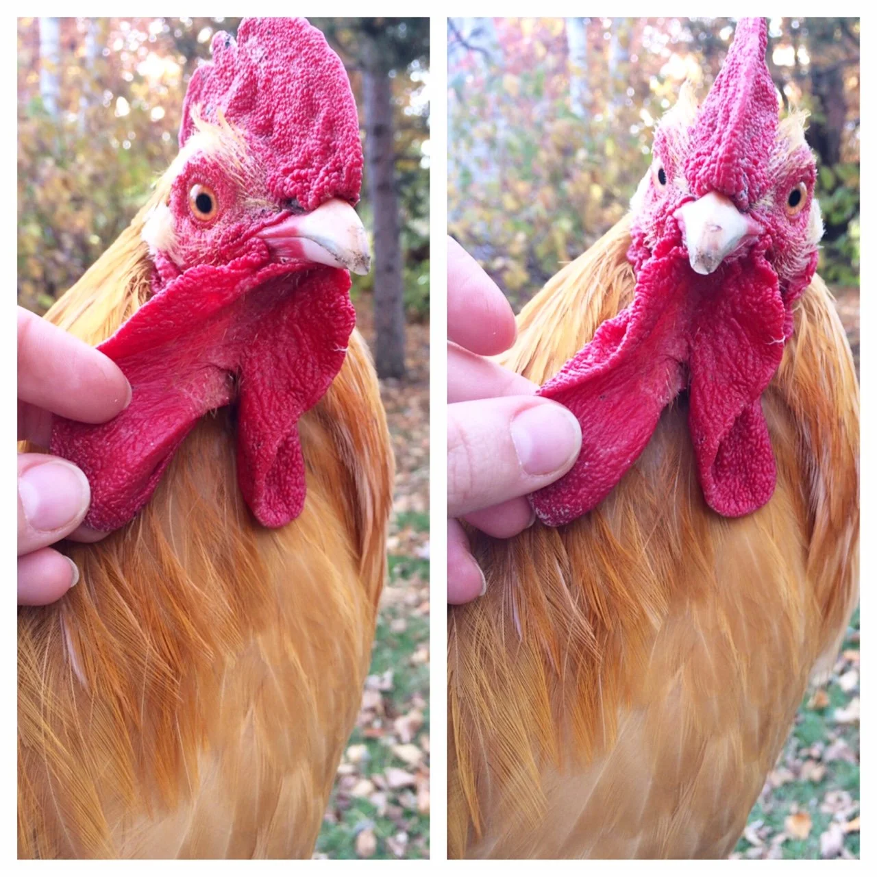 A Dream Is a Wish Your Heart Makes (ROUND 6)