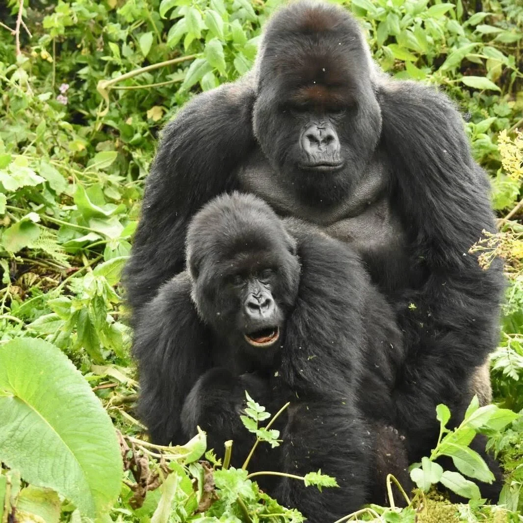 MADE FOR YOU AND ME 2: hive Being (Stanzas 2017--part 72)