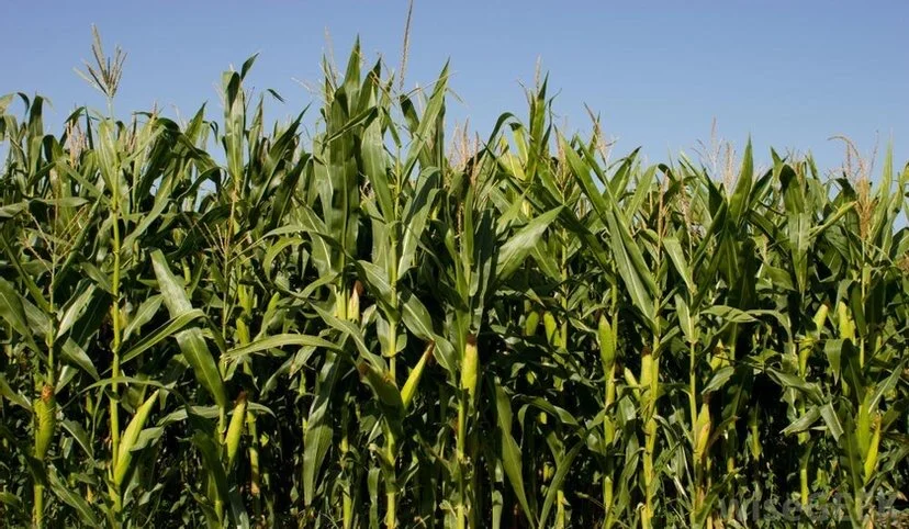 Corn: Commodity or Necessity?