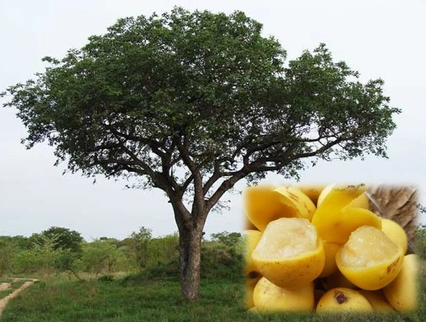 About — Marula Farms Inc.