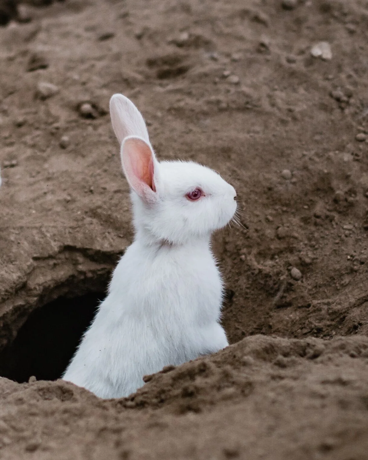 Apps Are Pulling You into the Matrix! The Why and How of Digital Dependency and What to do About It