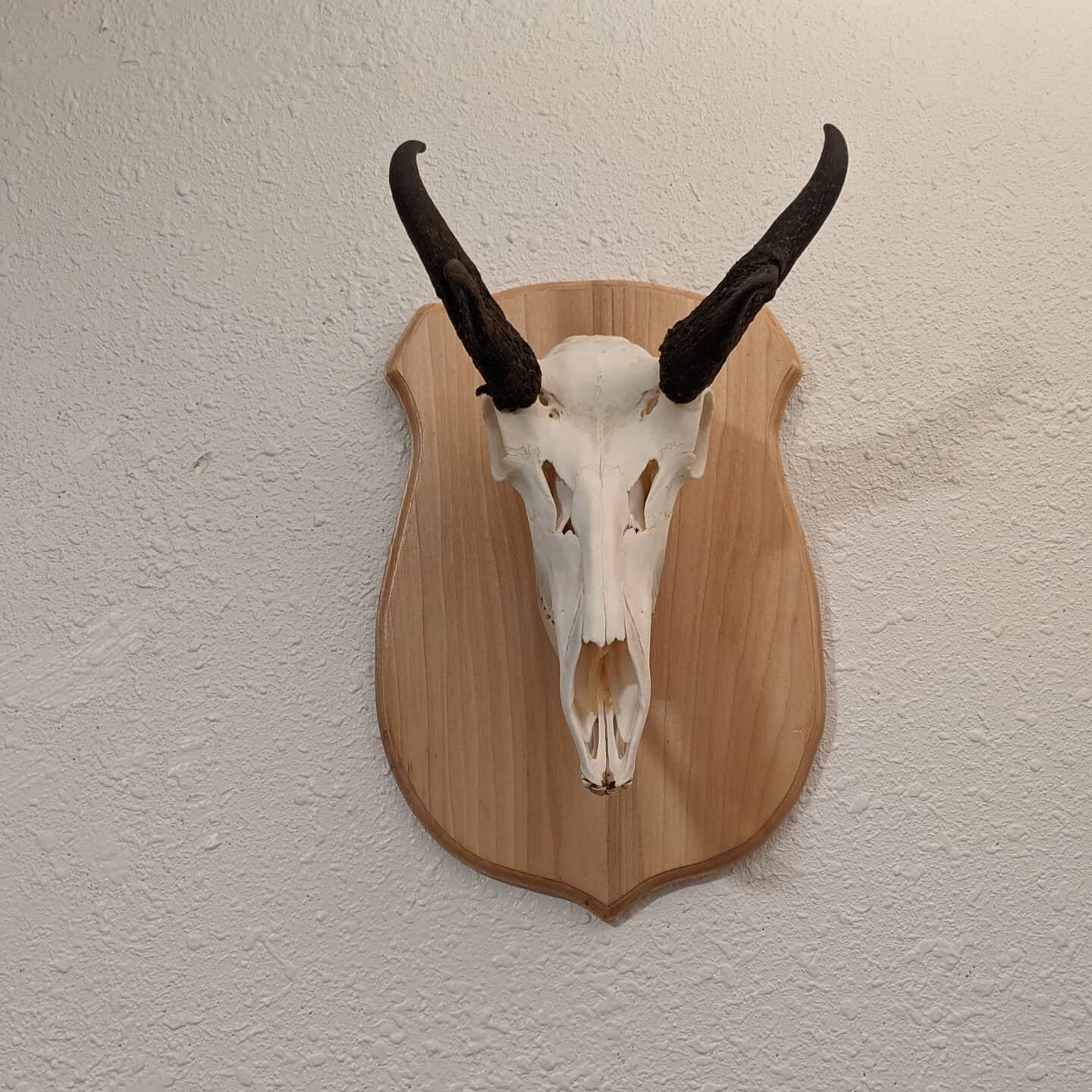 Our Medium European Mount Plaques are the perfect size for antelope, deer, and other medium sized animals. Choose your color and order your custom plaque today by clicking the link in our bio!
.
.
#skullmount #boneart #taxidermy #europeanmount #engli