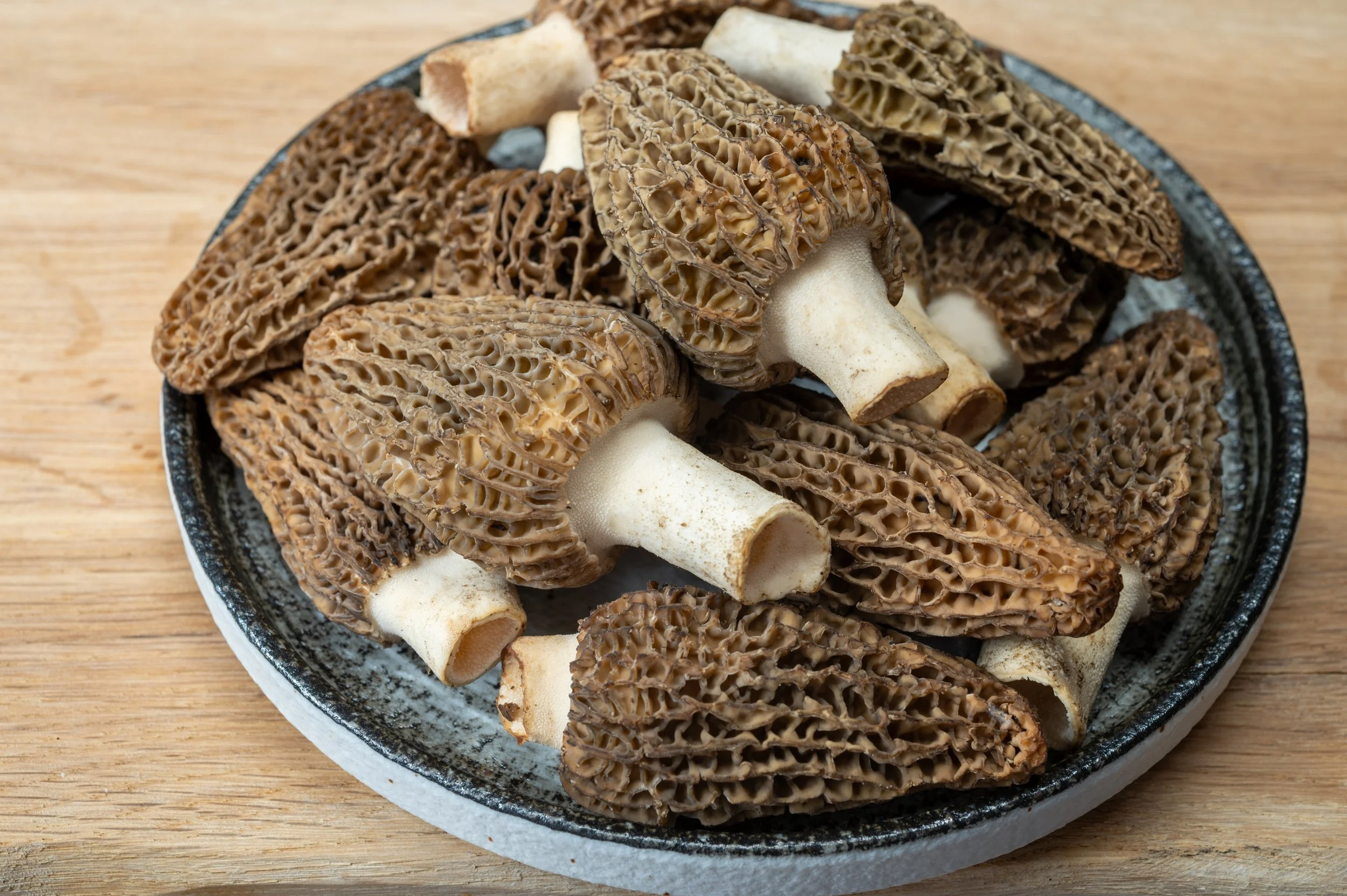 MiPDC Director Receives National Research Grant to Study Morel Mushroom Toxicity