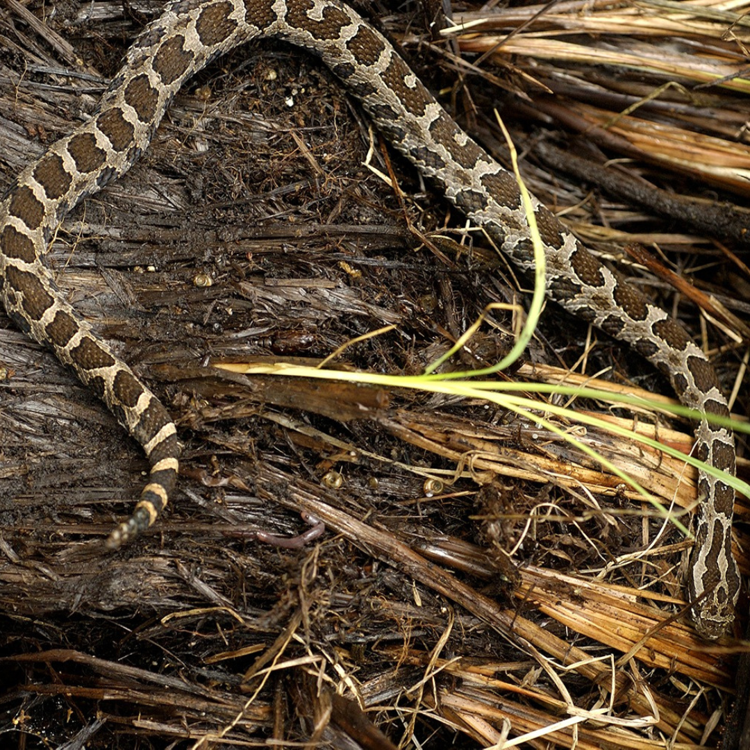 Michigan Rattlesnake Bit Seasonal / Holiday Poison Prevention | Stay Safe This Season — Michigan ...