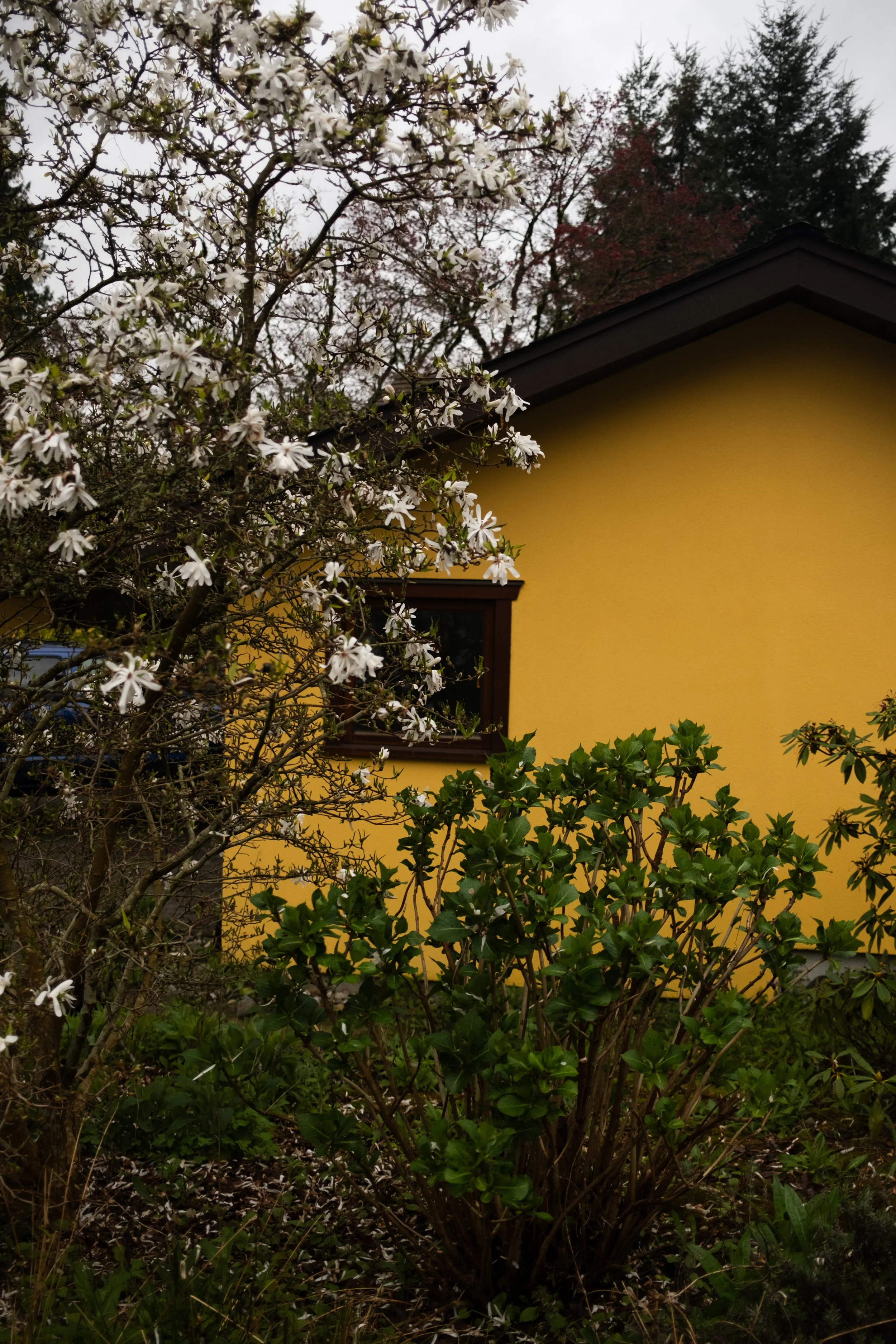 White flowering tree with a yellow house and greenery in the background.