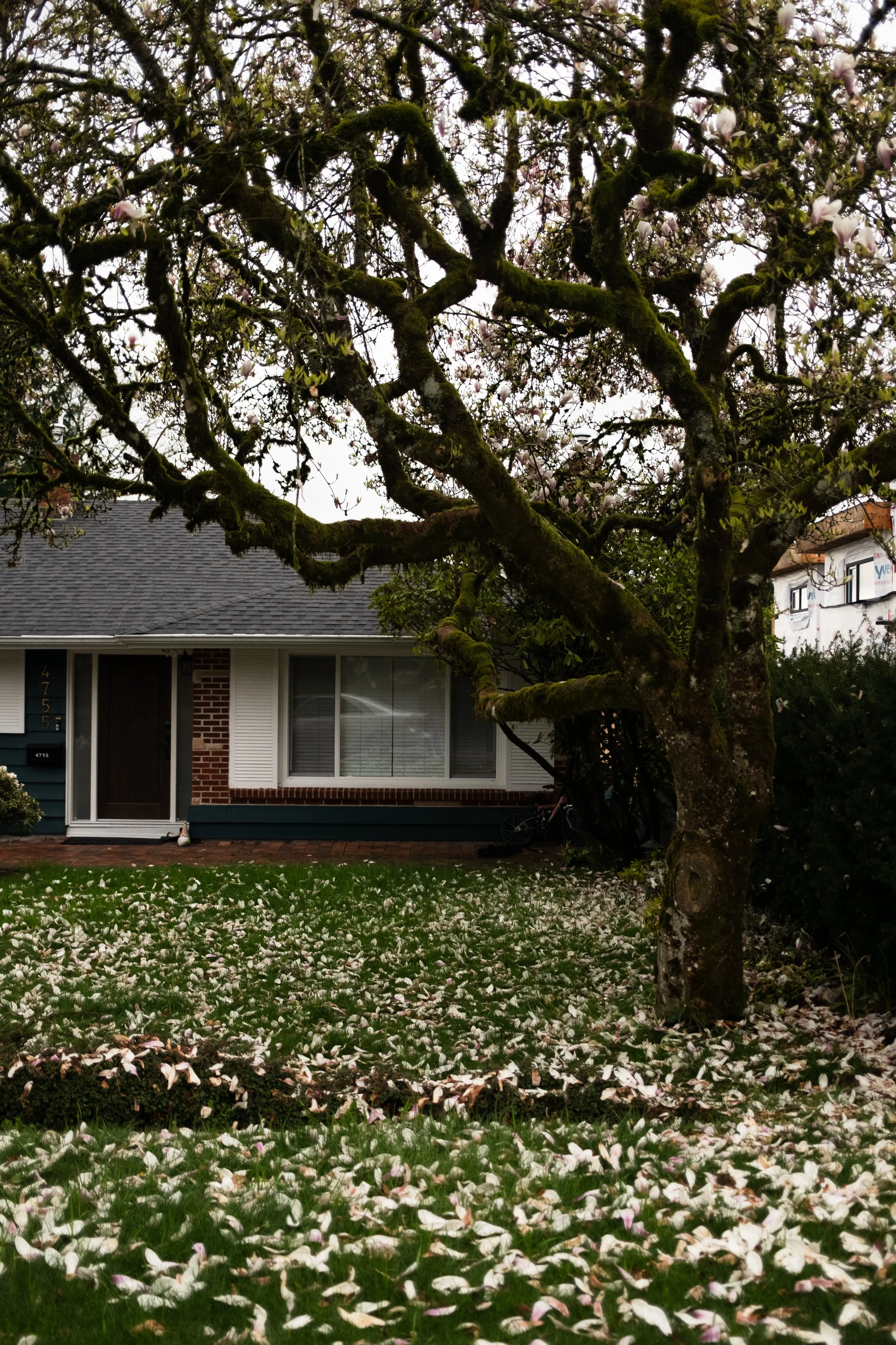 A house with a front yard that has a large moss-covered tree, falling white and pink flowers on the grass, and neighboring houses in the background.
