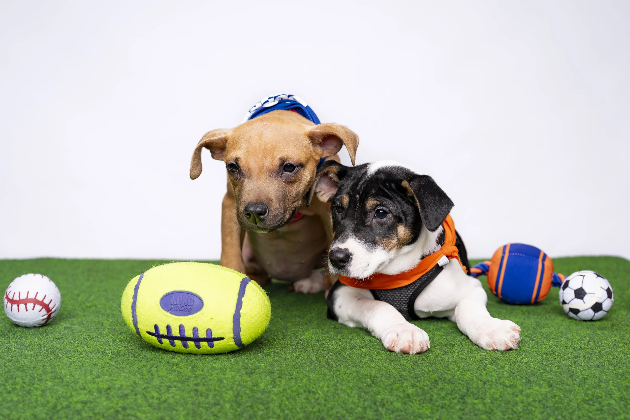 20260203_ENT_Puppy Bowl with Dan Schachner_0010.jpg