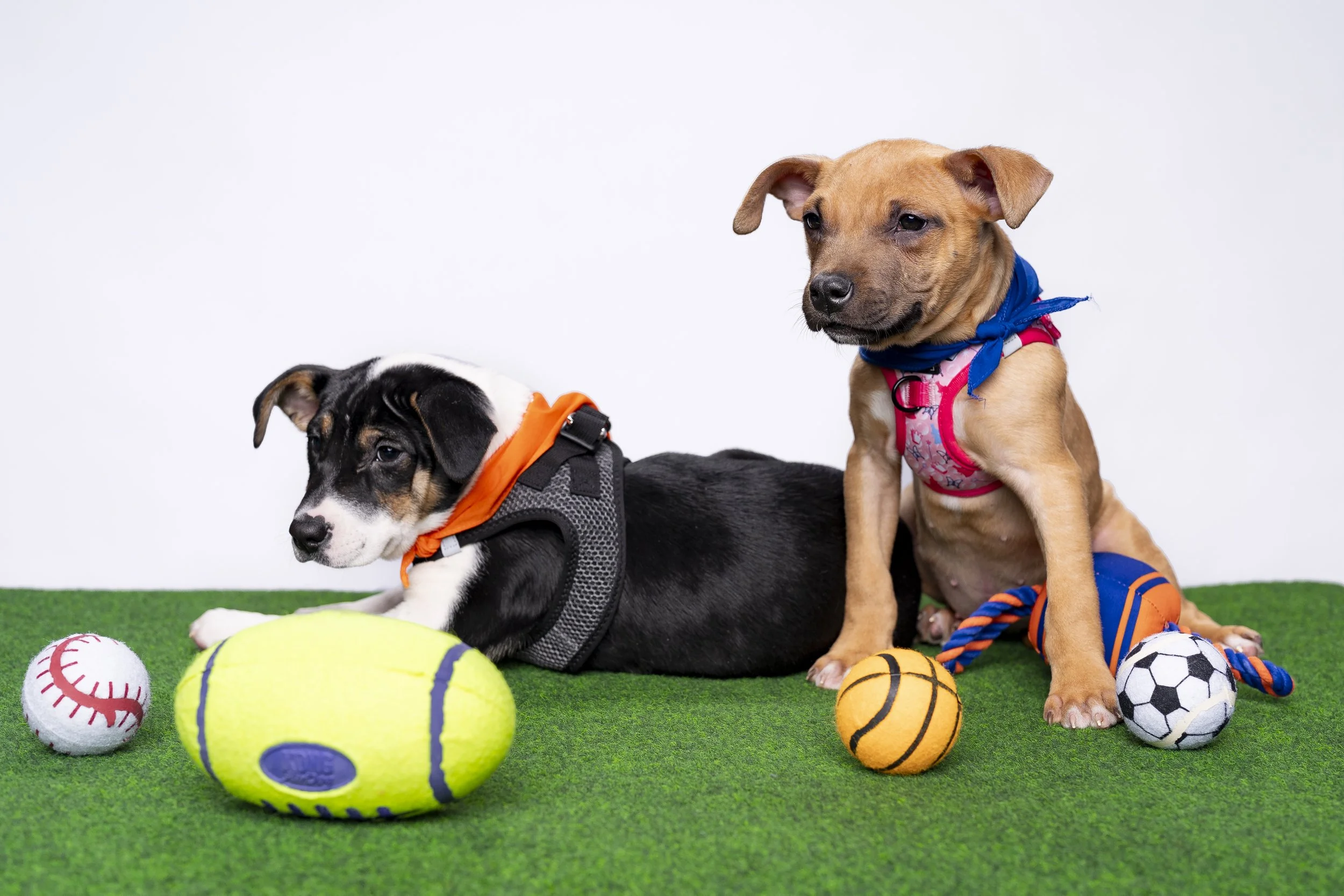 20260203_ENT_Puppy Bowl with Dan Schachner_0008.jpg