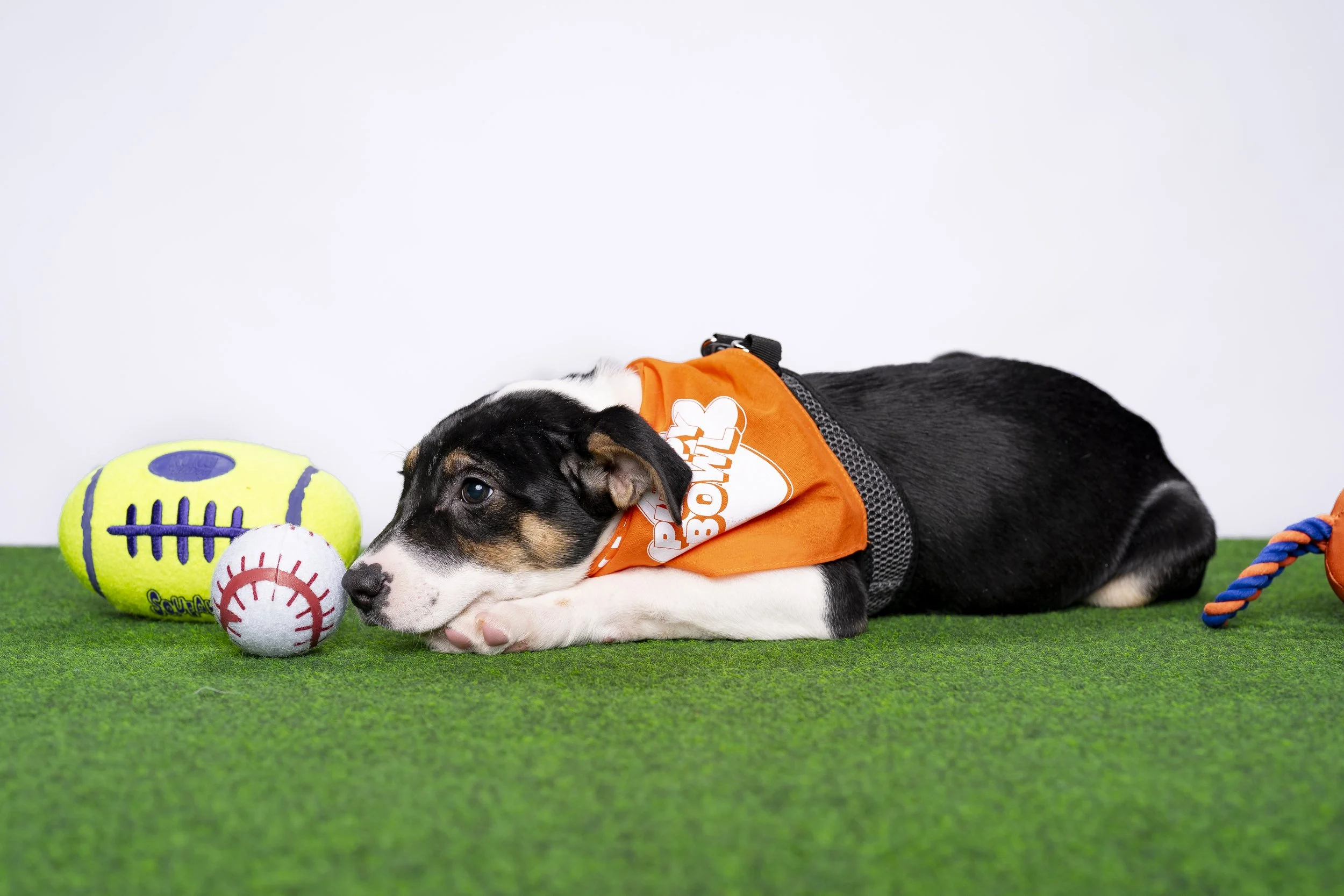 20260203_ENT_Puppy Bowl with Dan Schachner_0013.jpg