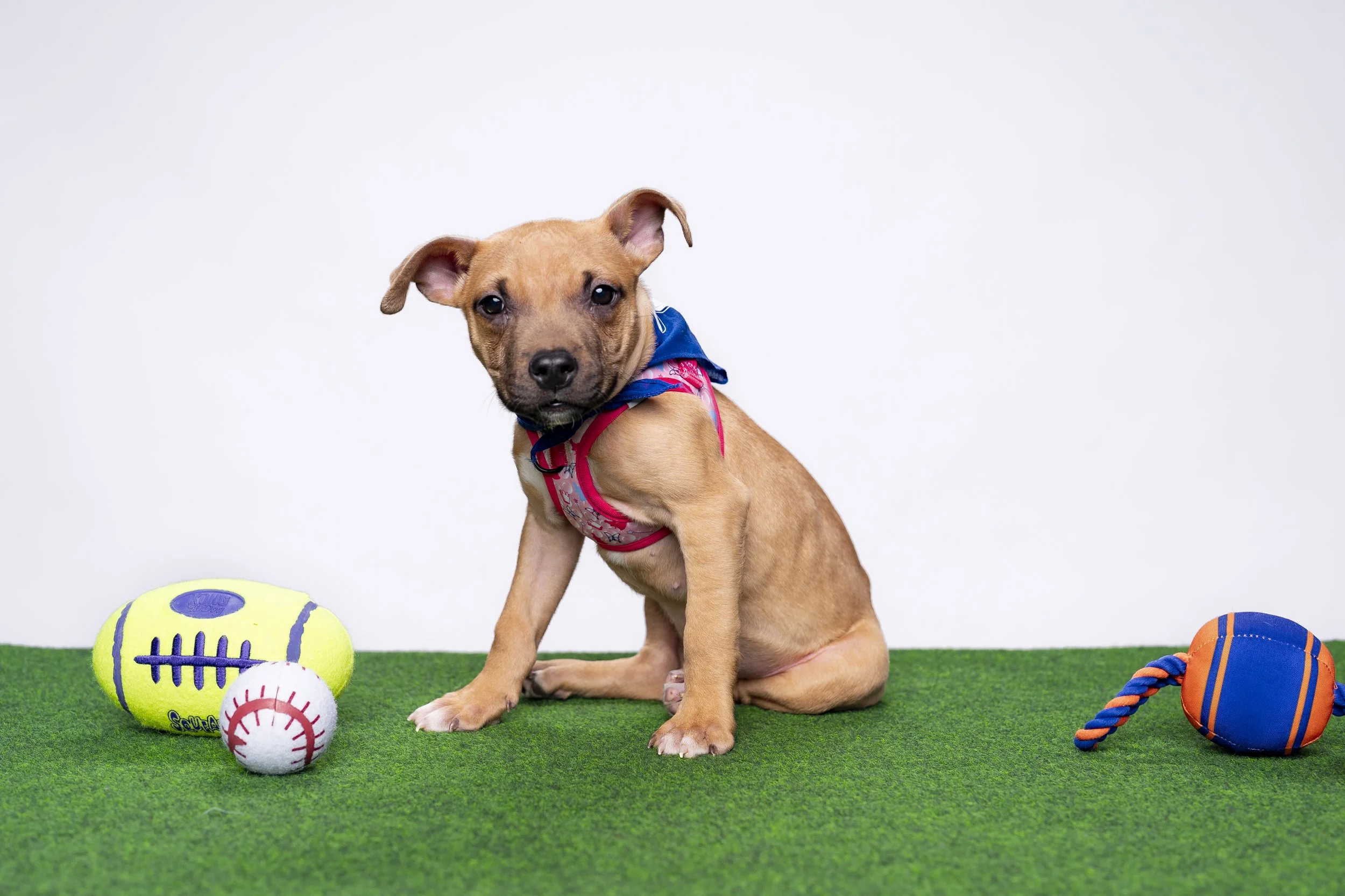 20260203_ENT_Puppy Bowl with Dan Schachner_0014.jpg