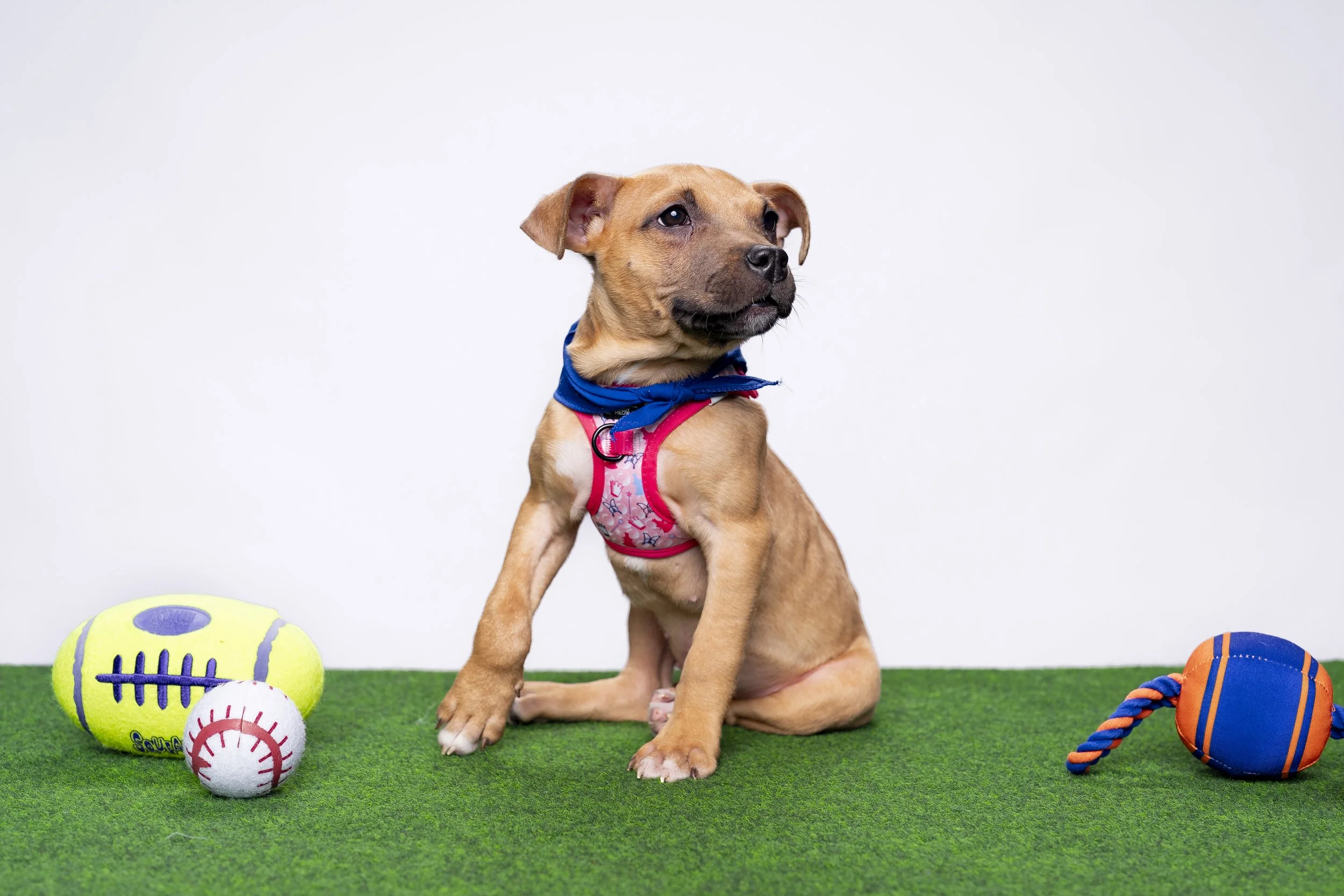 20260203_ENT_Puppy Bowl with Dan Schachner_0015.jpg