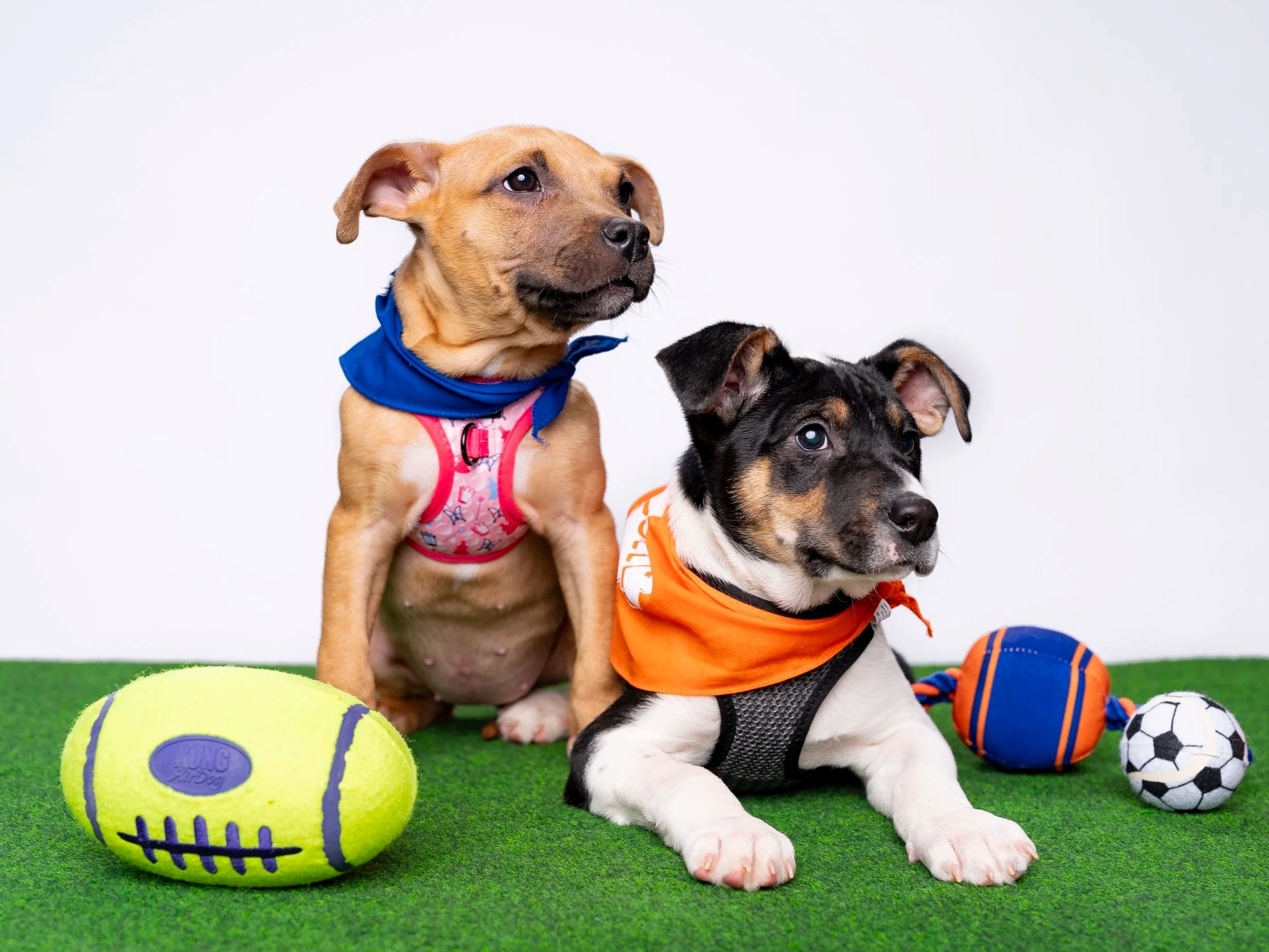 Puppy Bowl with Dan Schachner
