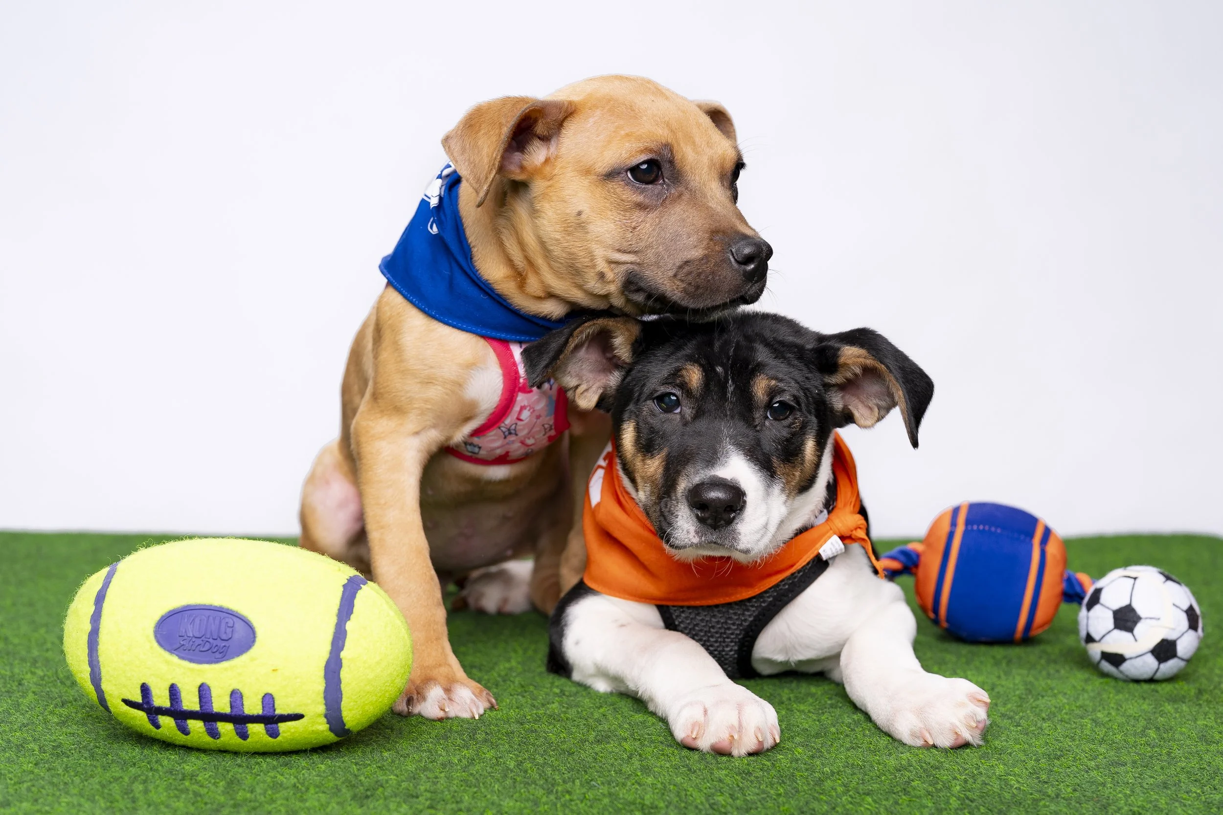 20260203_ENT_Puppy Bowl with Dan Schachner_0011.jpg