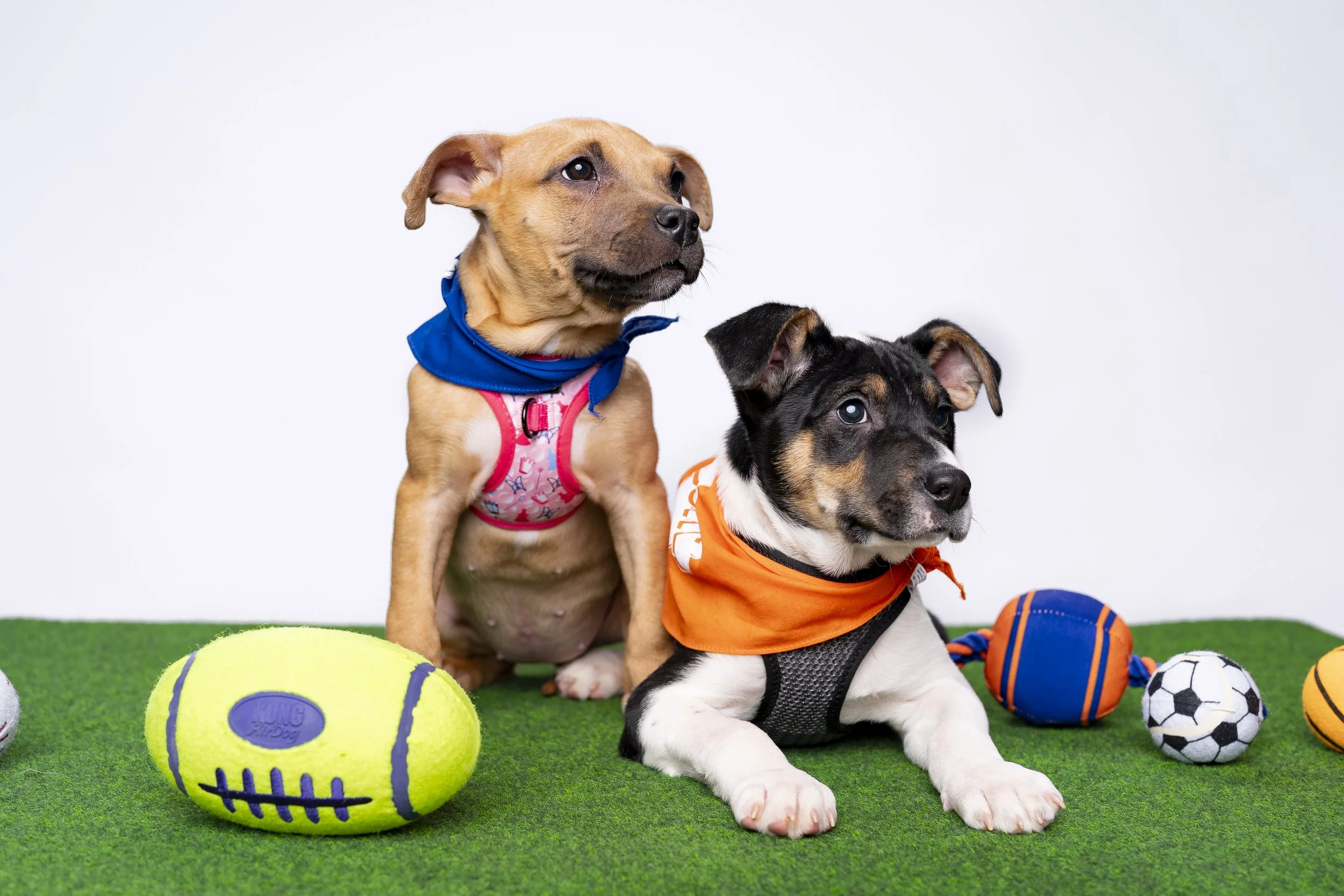 20260203_ENT_Puppy Bowl with Dan Schachner_0009.jpg