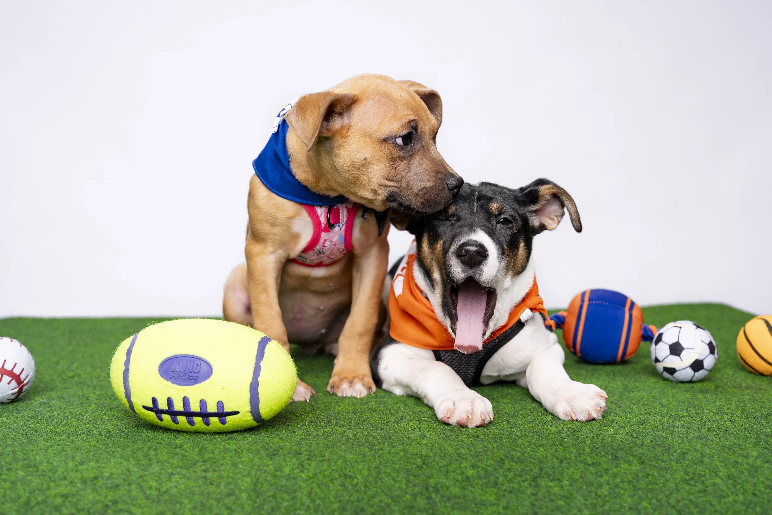20260203_ENT_Puppy Bowl with Dan Schachner_0012.jpg