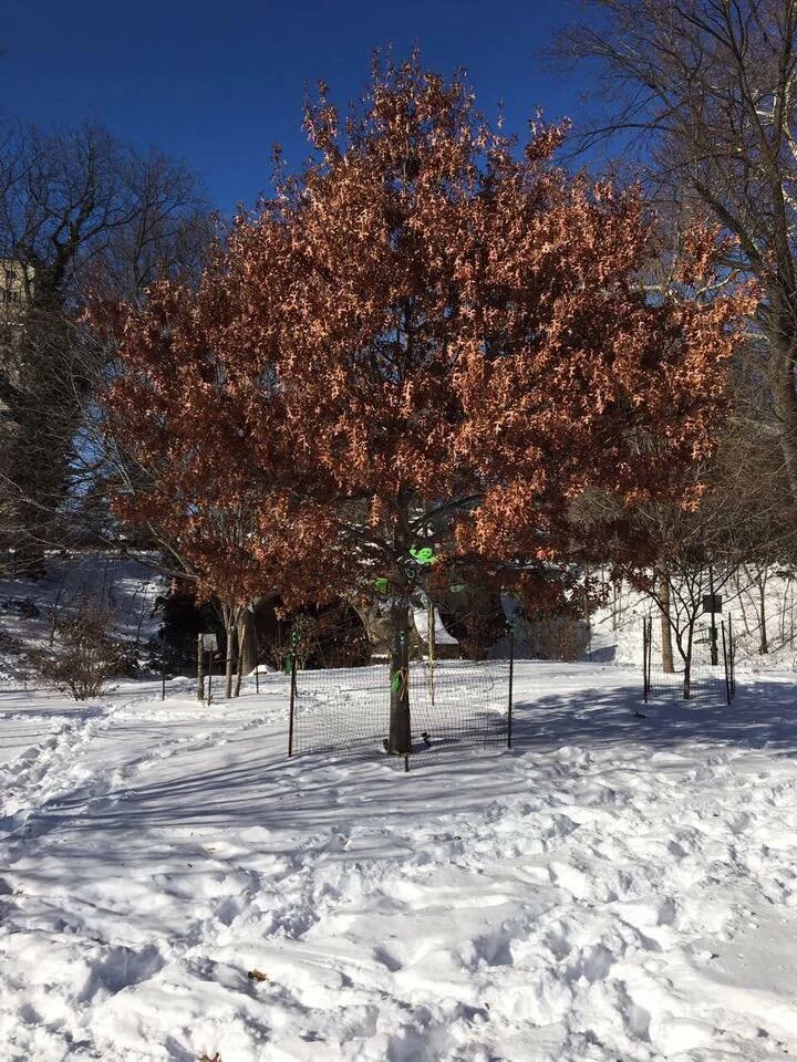 Peter Tree Kc Memorial Tree — PETER STEELE®