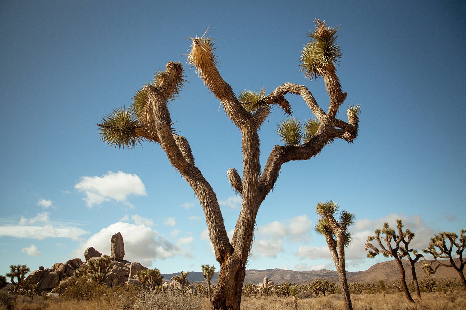 Joshua Tree_02_copy.jpg