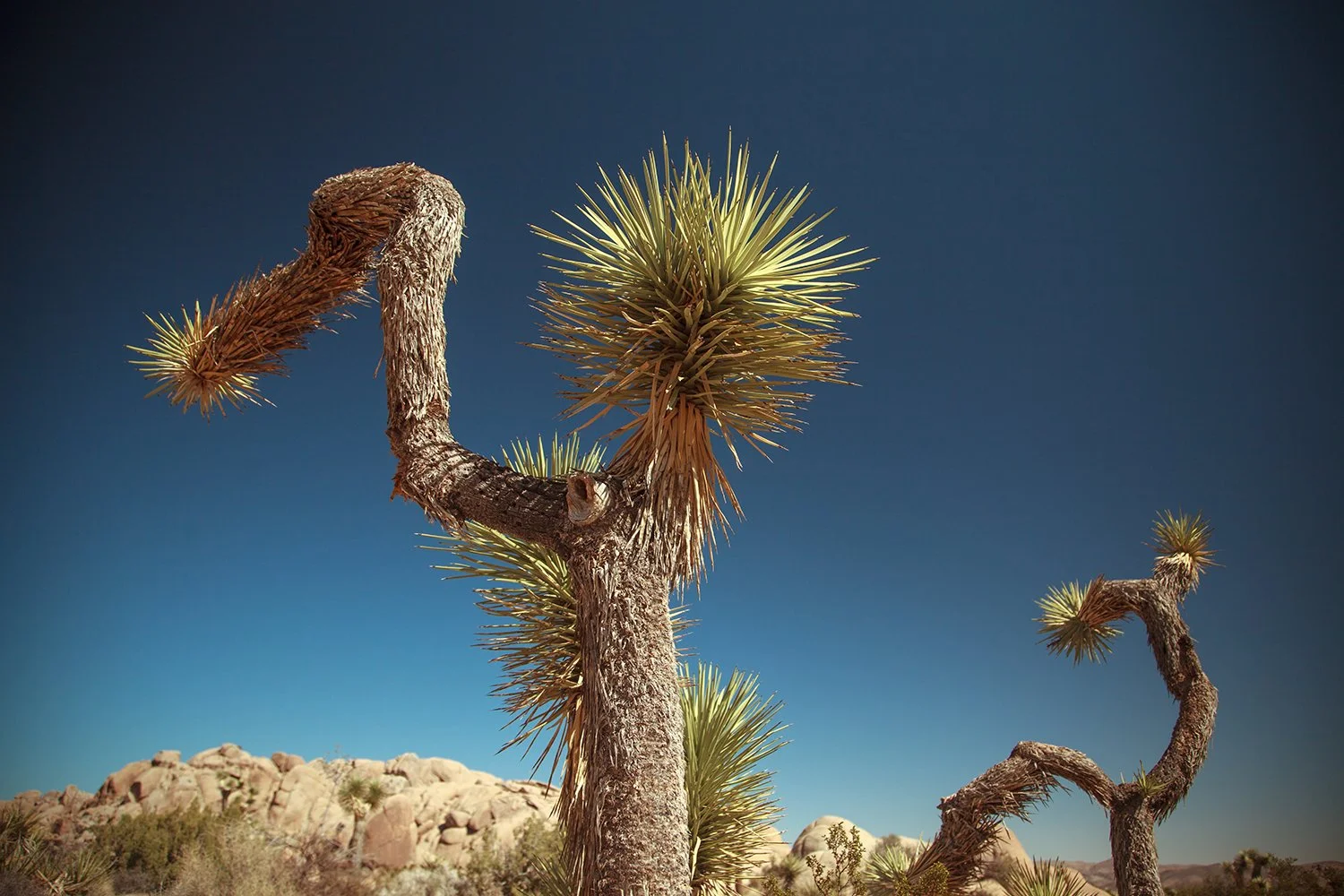 Joshua Tree_12_copy.jpg
