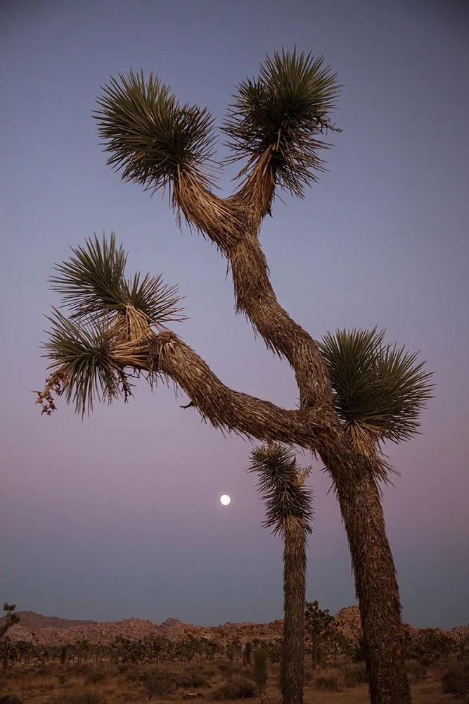 Joshua Tree_10_copy.jpg
