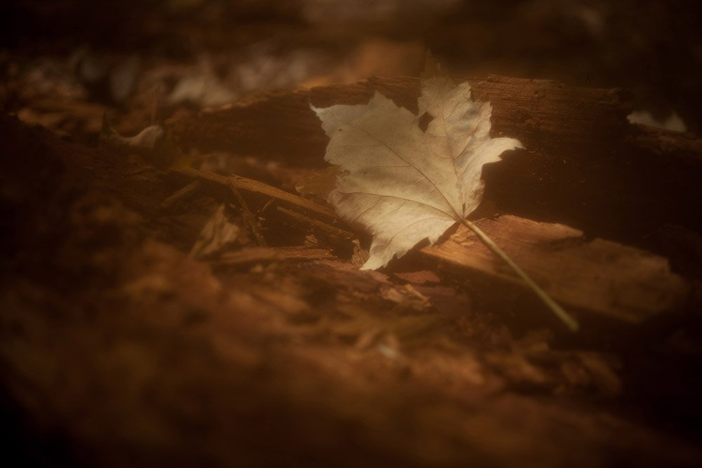 Maple Leaf 02_2x3 copy.jpg