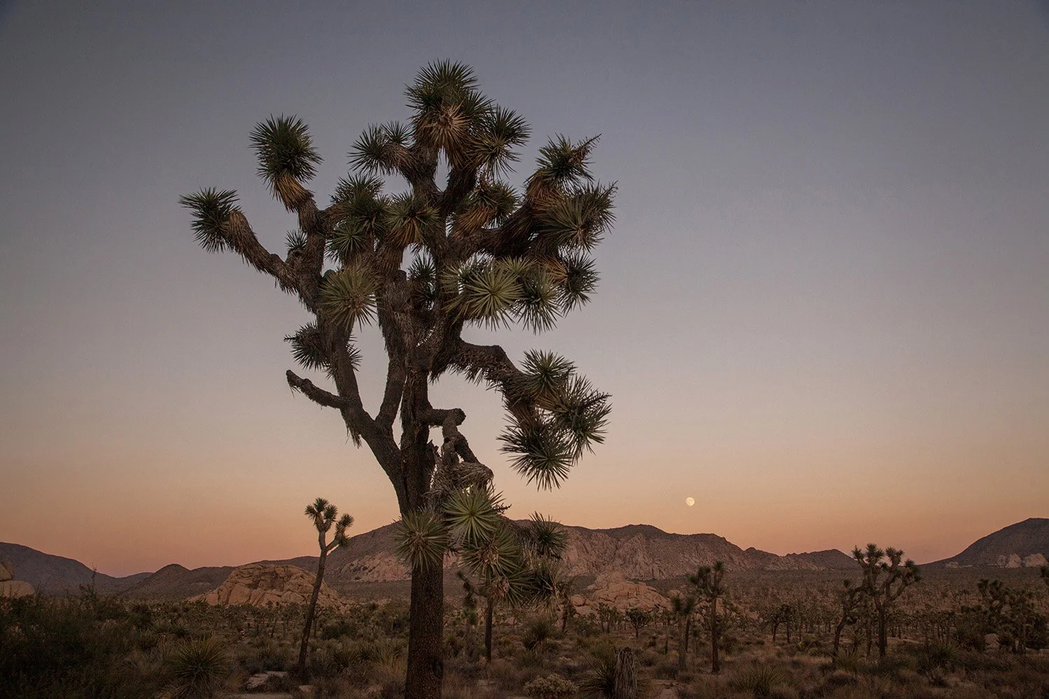 Joshua Tree_08_copy.jpg