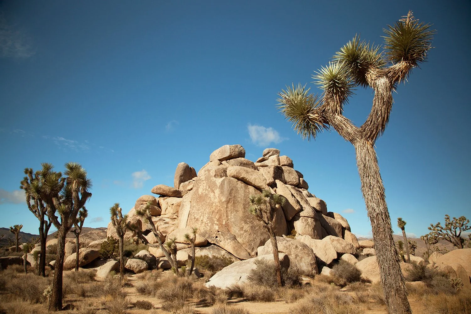 Joshua Tree 01 copy.jpg